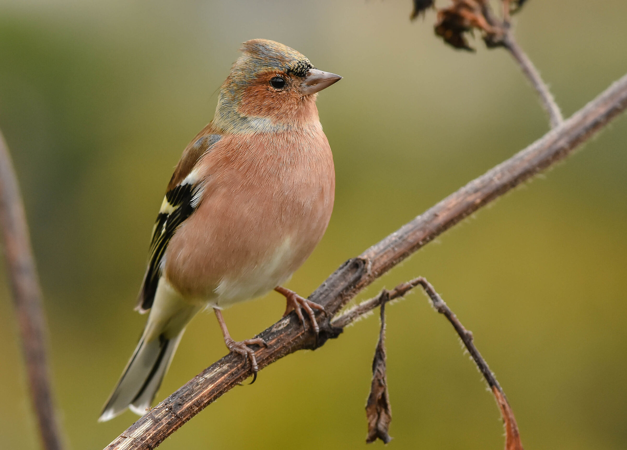 Chaffinch
