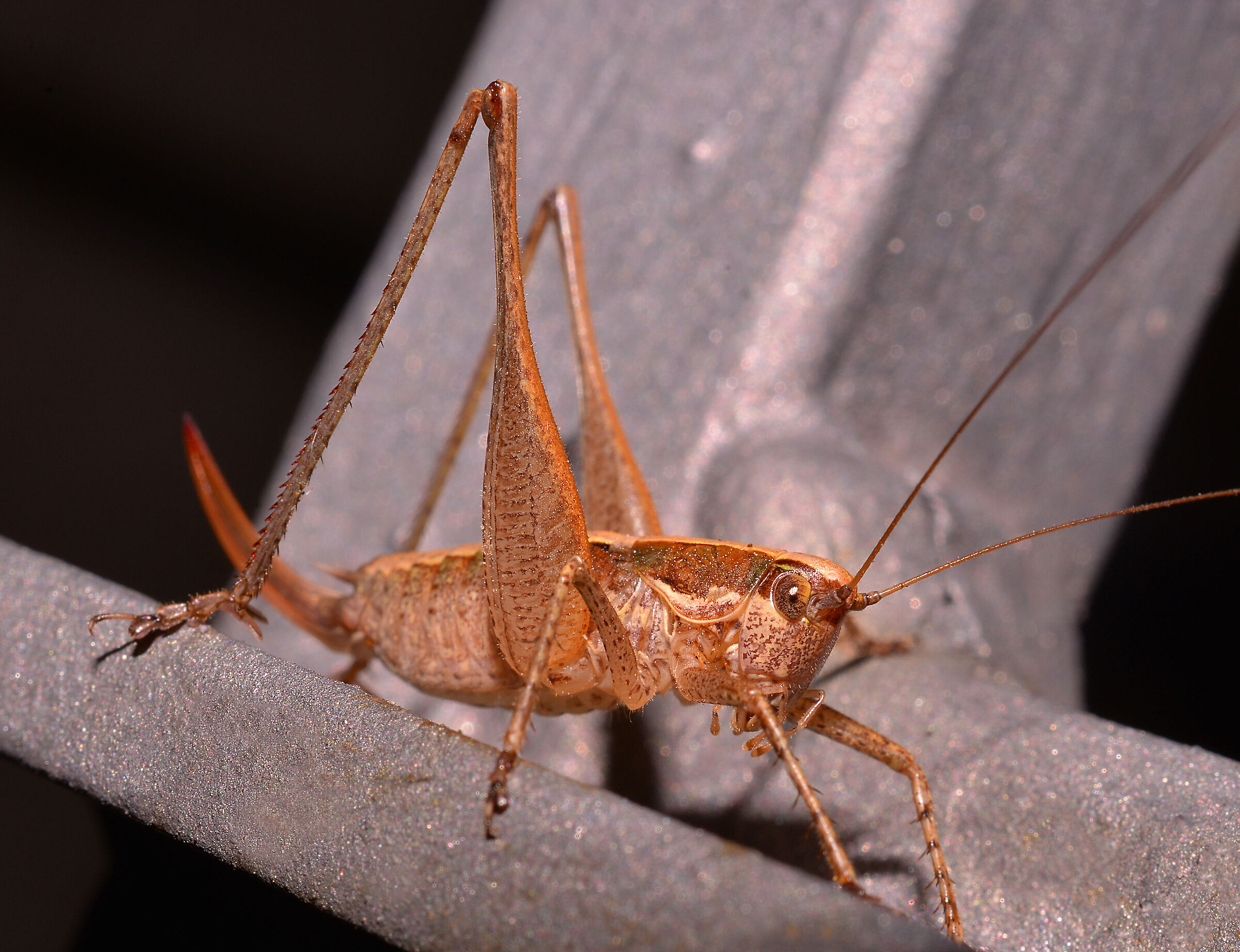 La cavalletta metallurgica...