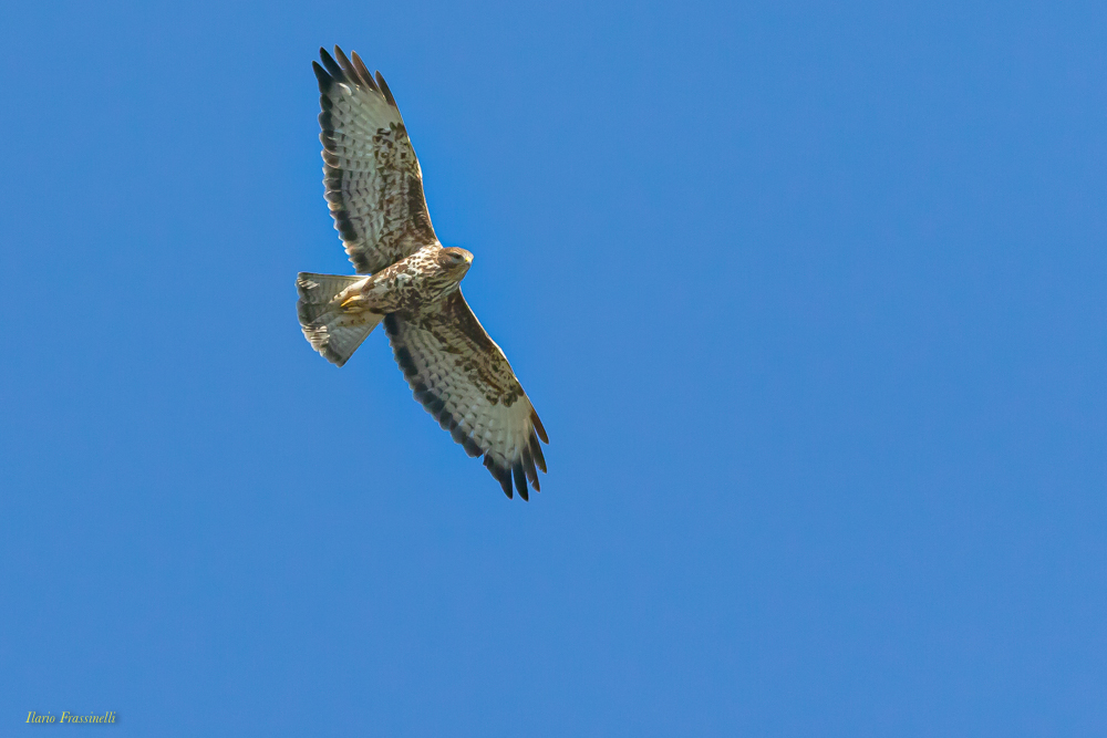 Poiana in perlustrazione