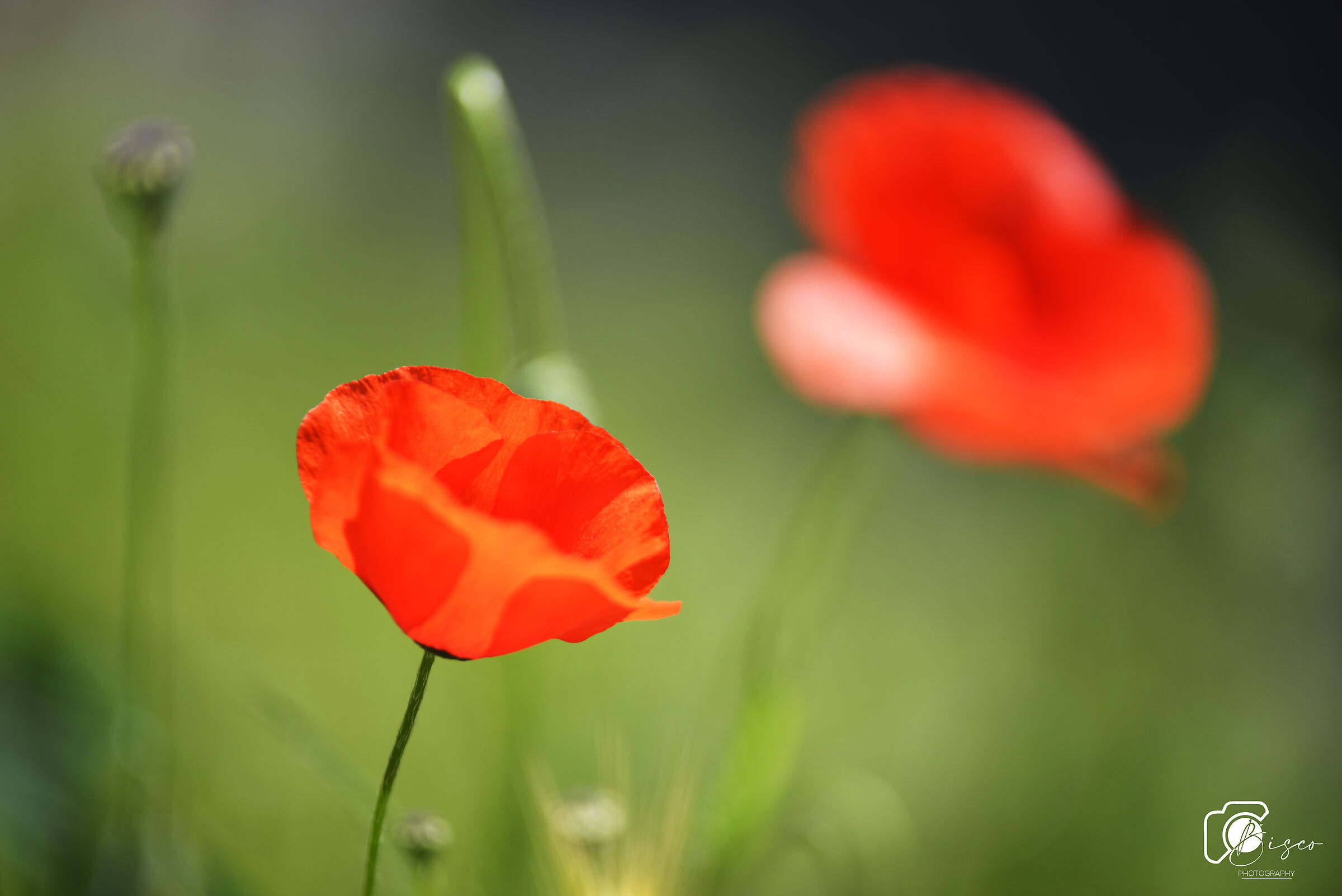 La bellezza dei papaveri