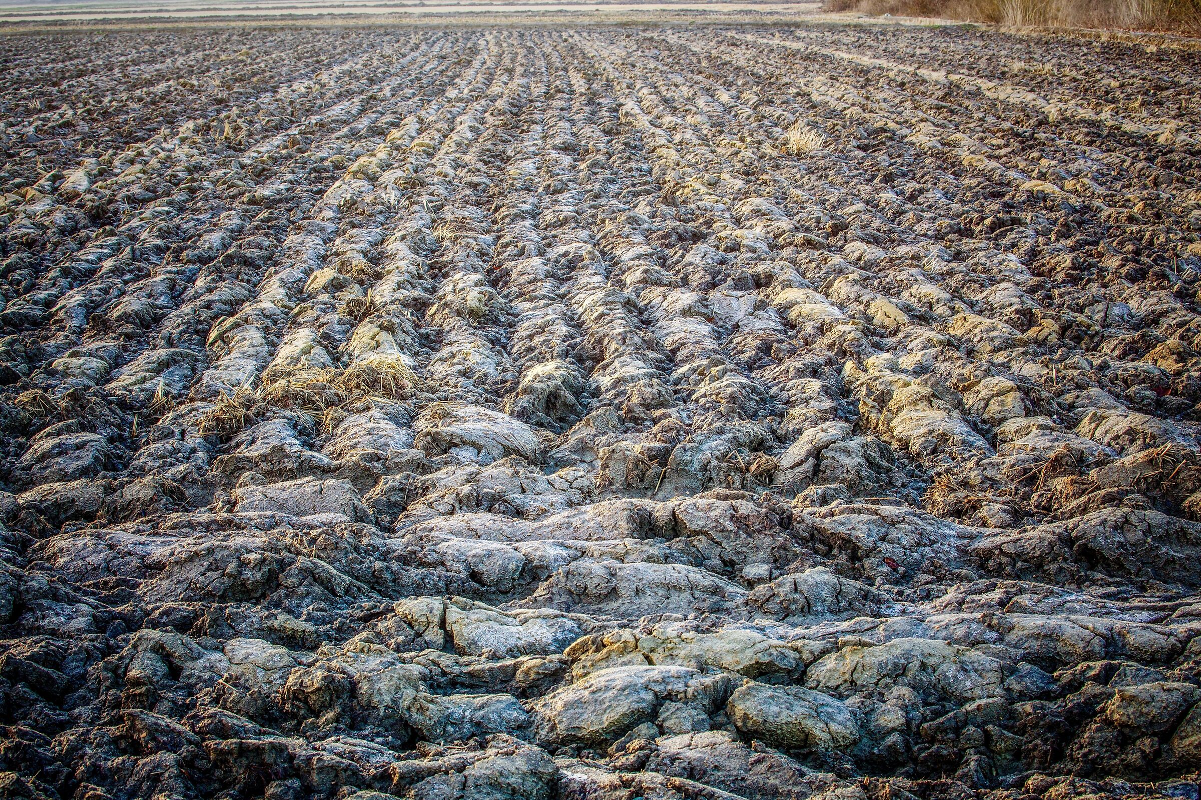 Terra grassa di risaia.