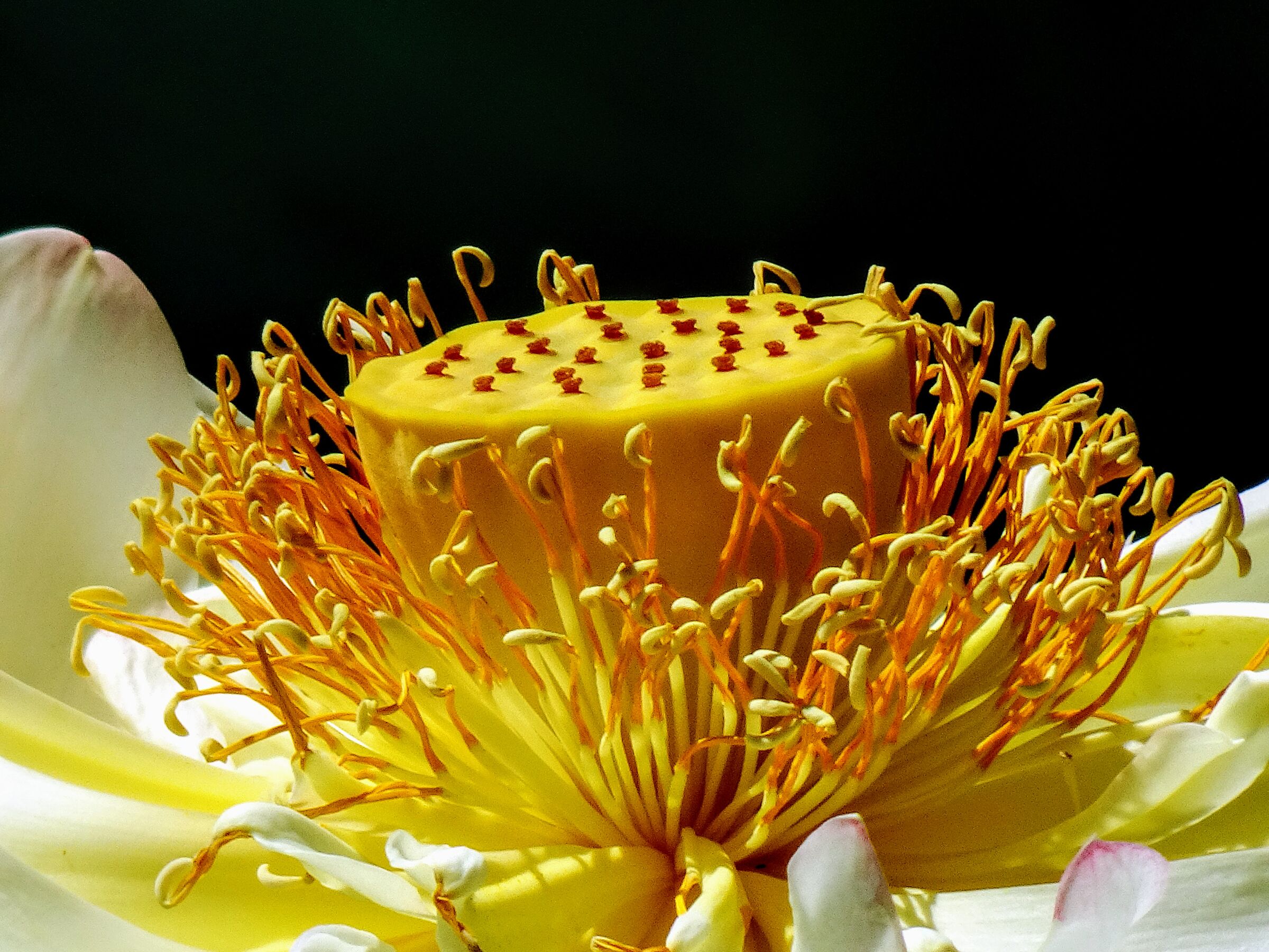 Un fiore impazzito di luce
