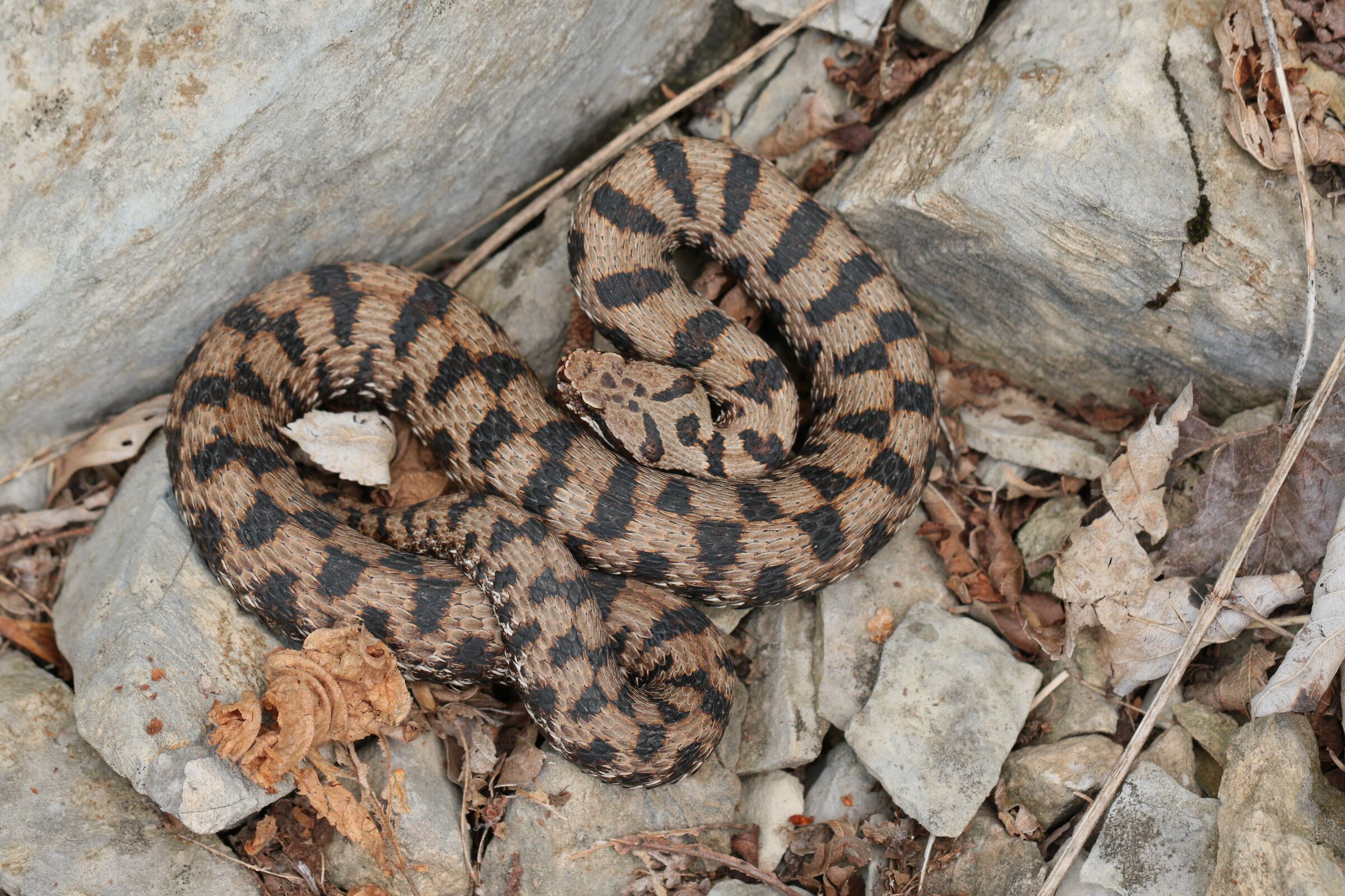 Vipera apsis francisciredi, maschio, 950m