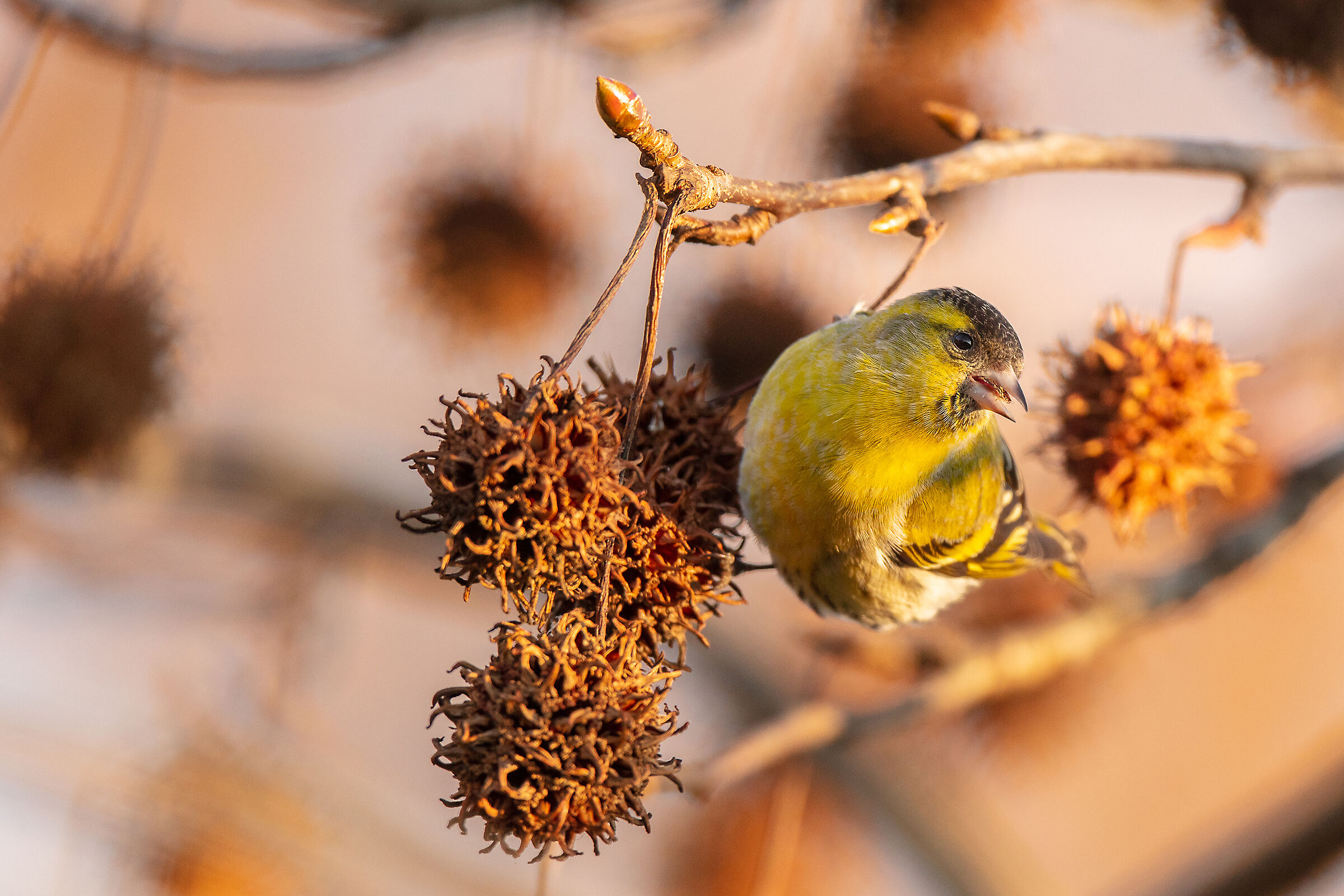 Scorpacciata di semi al tramonto