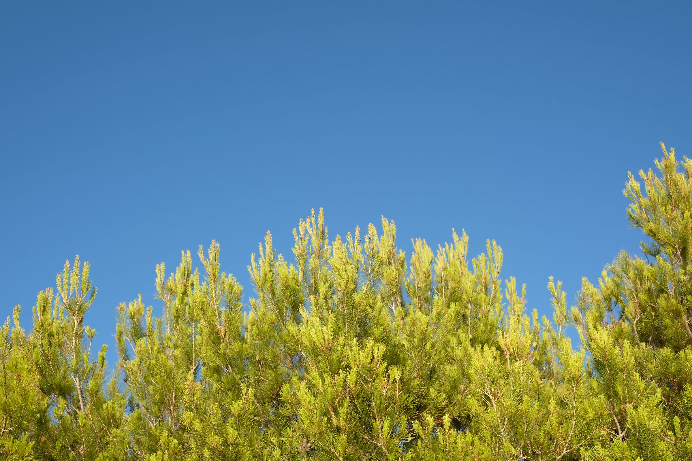 summer colors