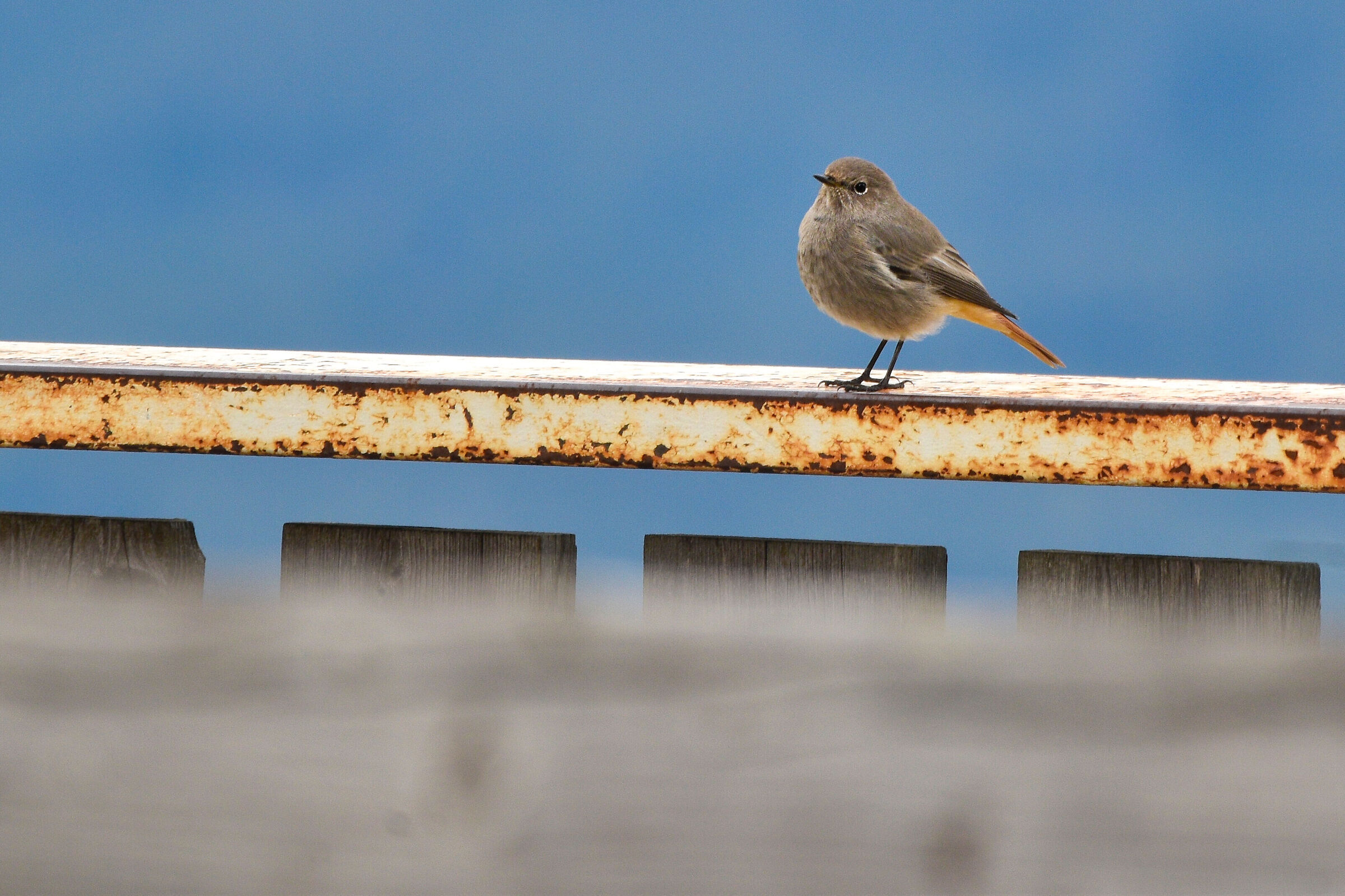 Codirosso spazzacamino