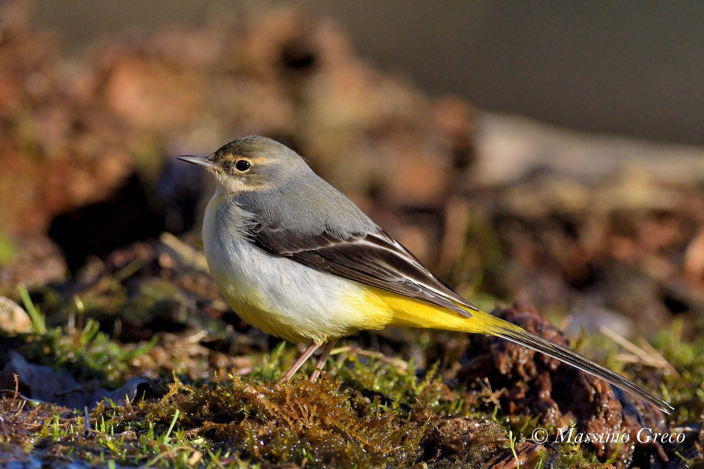 Yellow Ballerina (Motacilla cinerea)