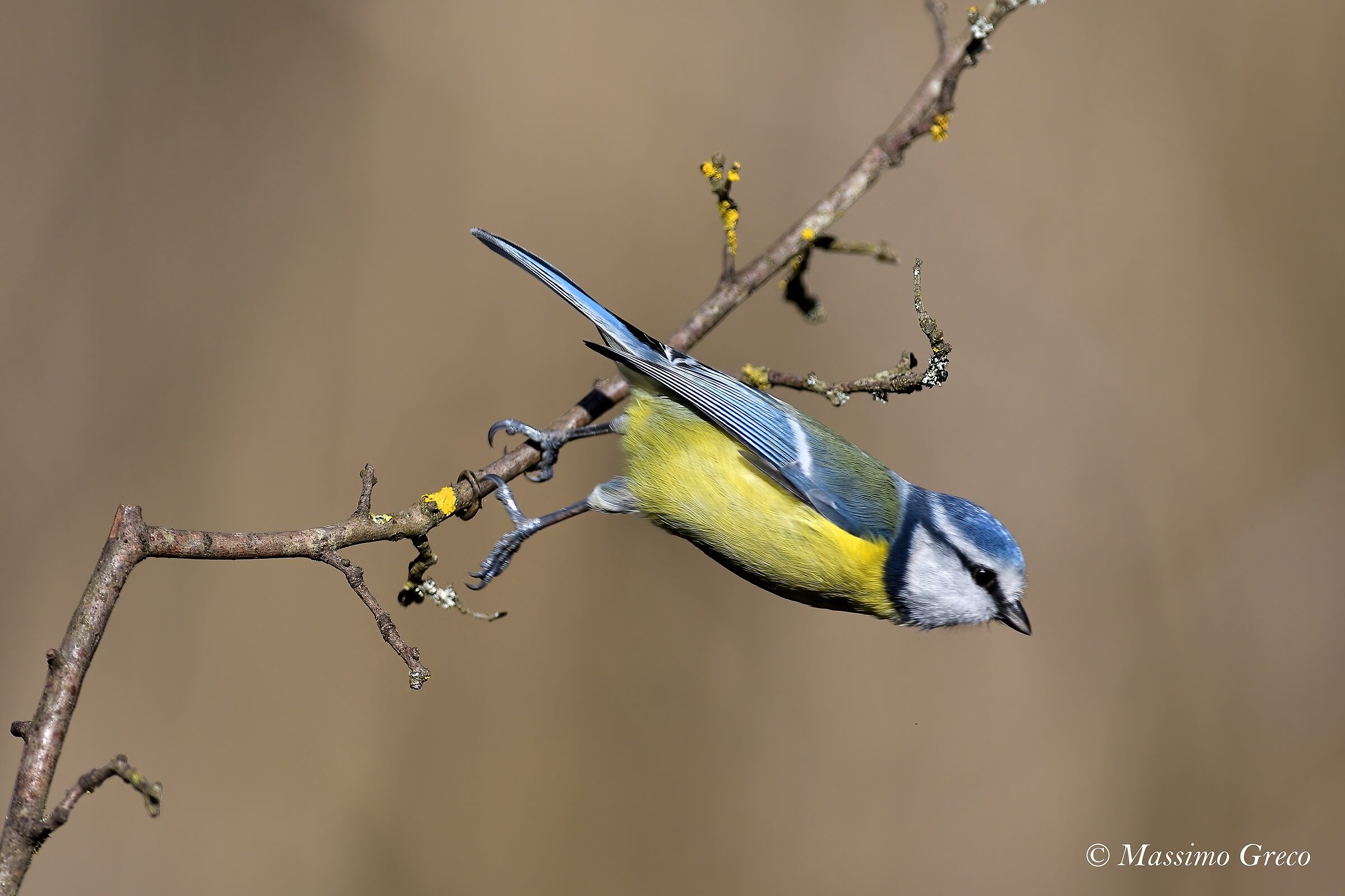 Cinciarella Department (Cyanistes caeruleus)