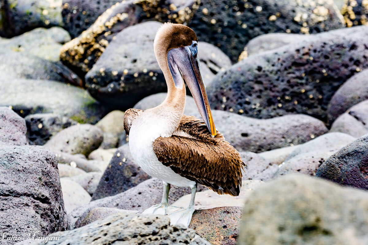 Pellicano delle galapagos