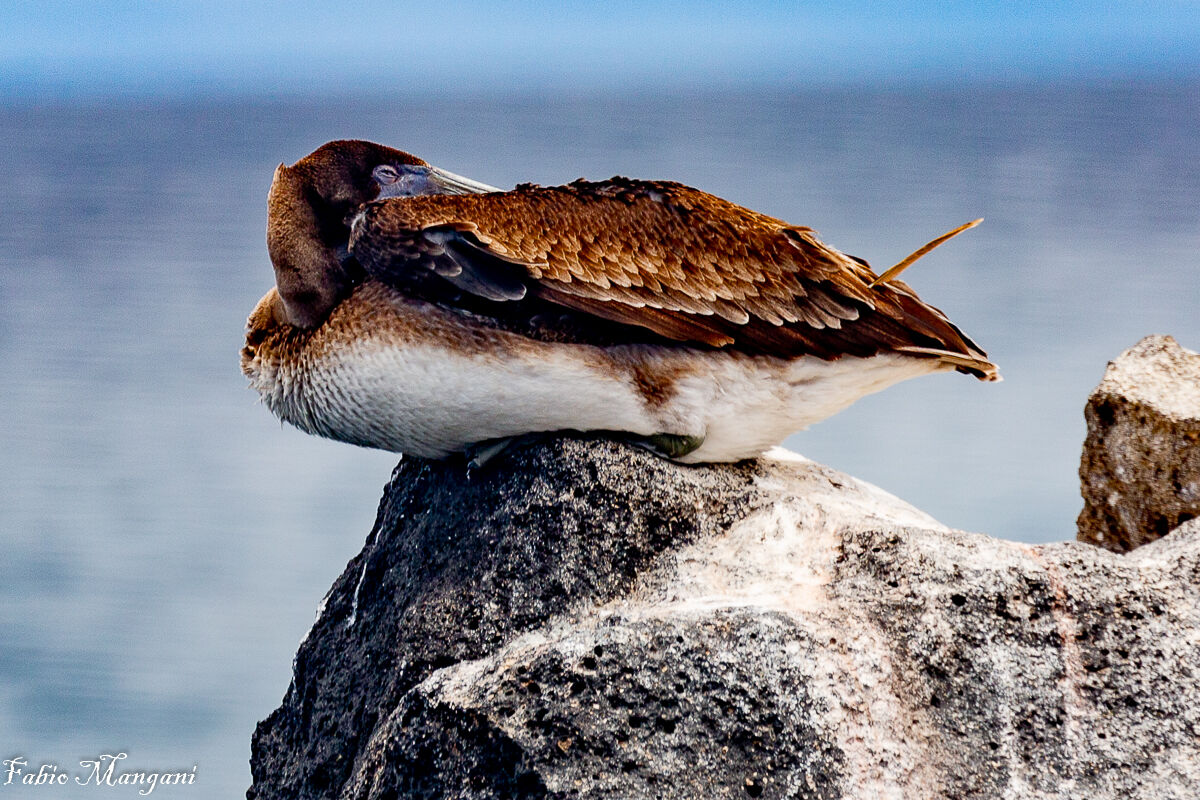 La siesta del pellicano