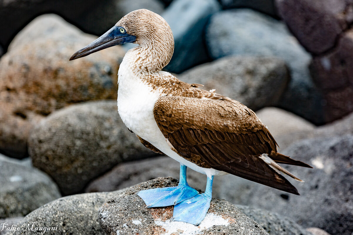 .....sula dai piedi AZZURRI.........GALAPAGOS un'icona