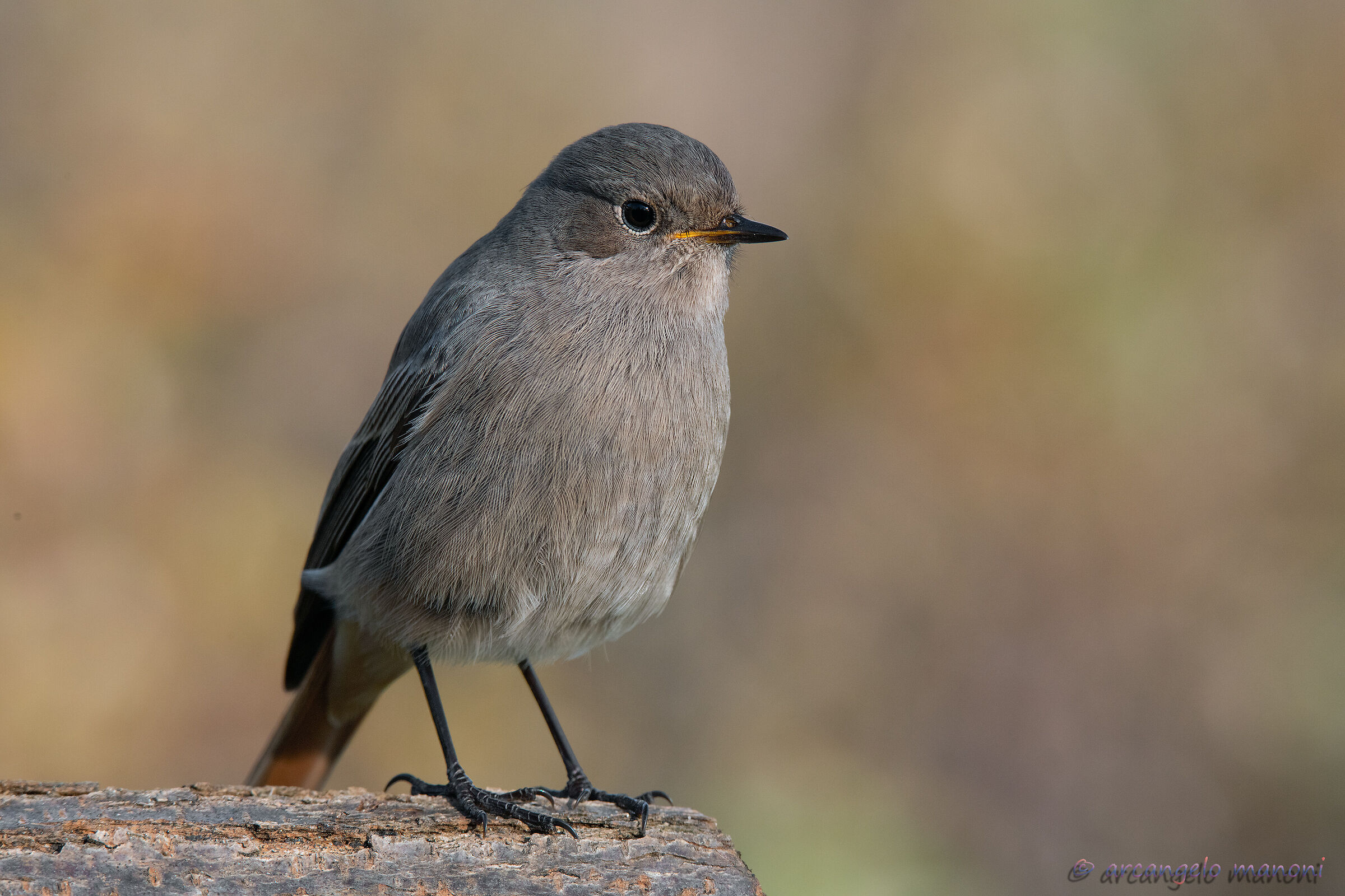 If I could paint a codirosso....