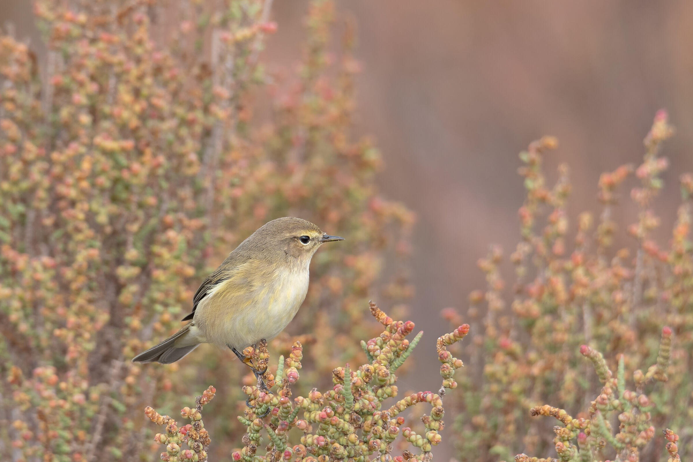 Il luì piccolo e la salicornia