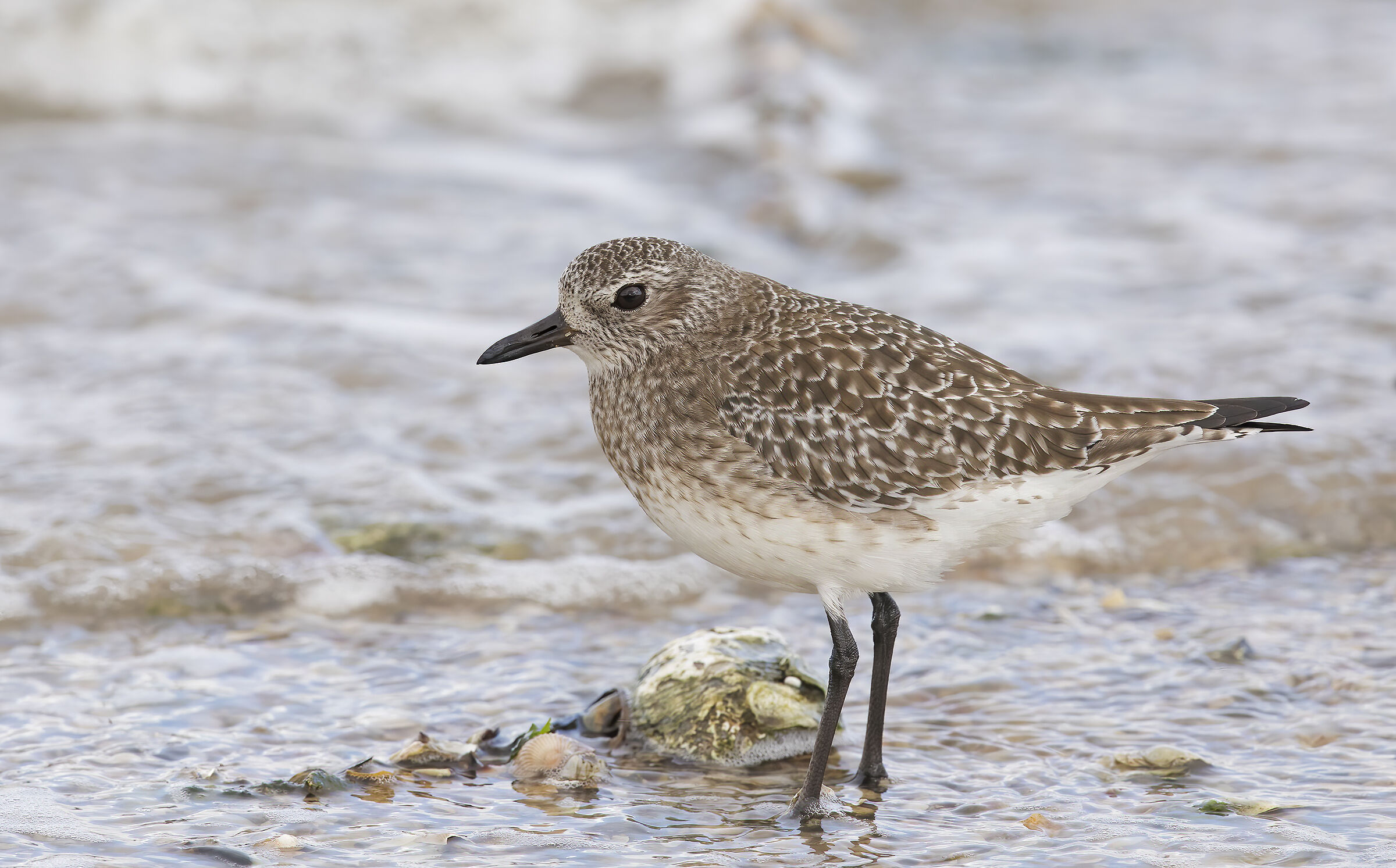 plover