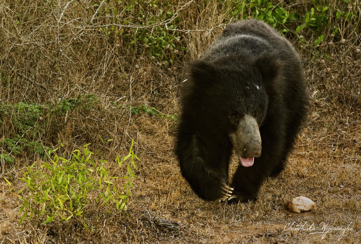 Sri Lanka Sloth Bear (Melursus ursinus)