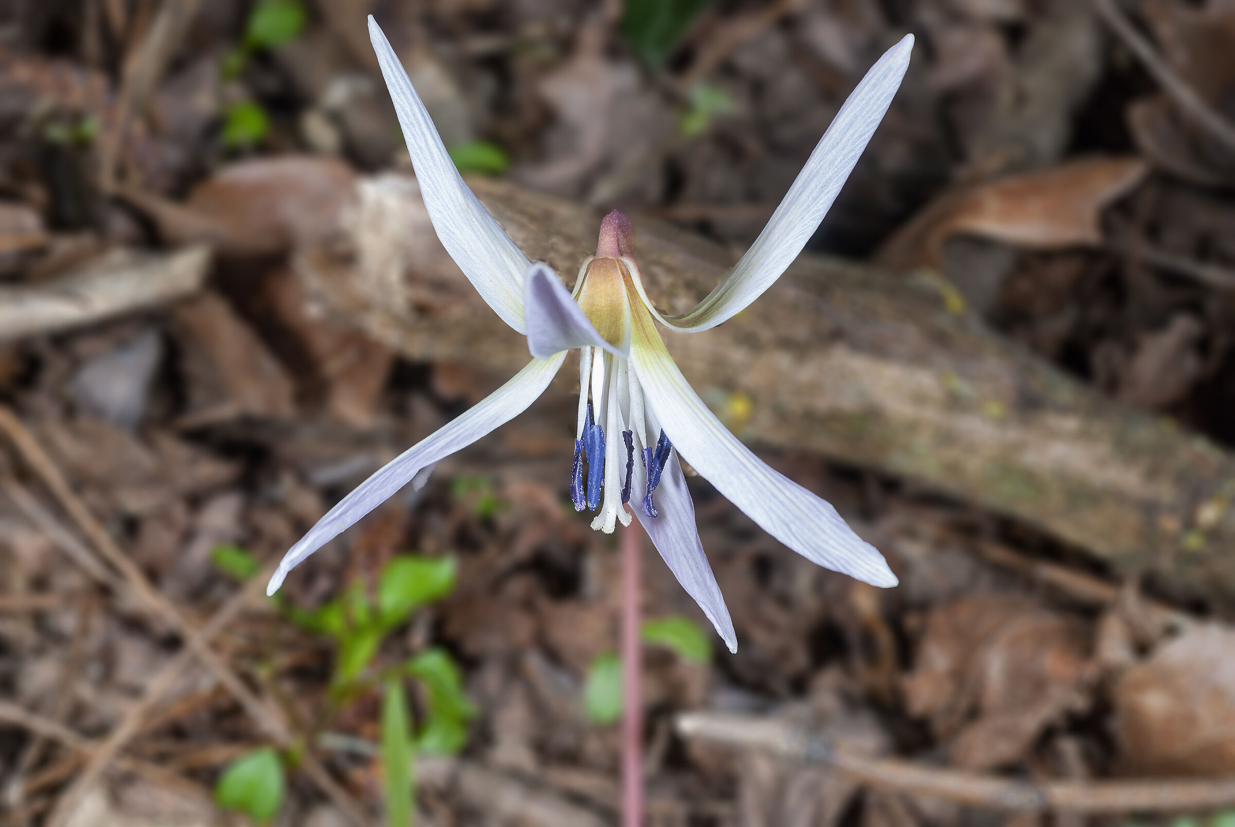Erythronium dens-canis