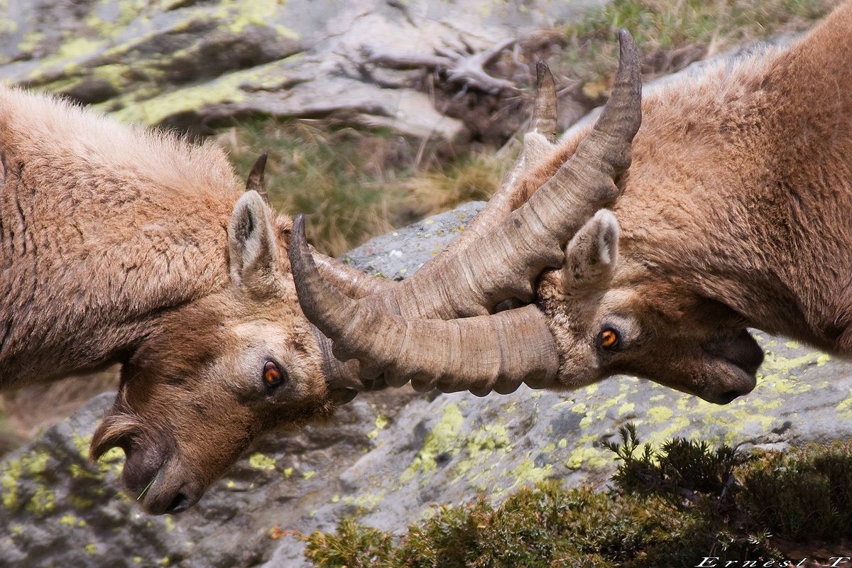Fight at high altitude
