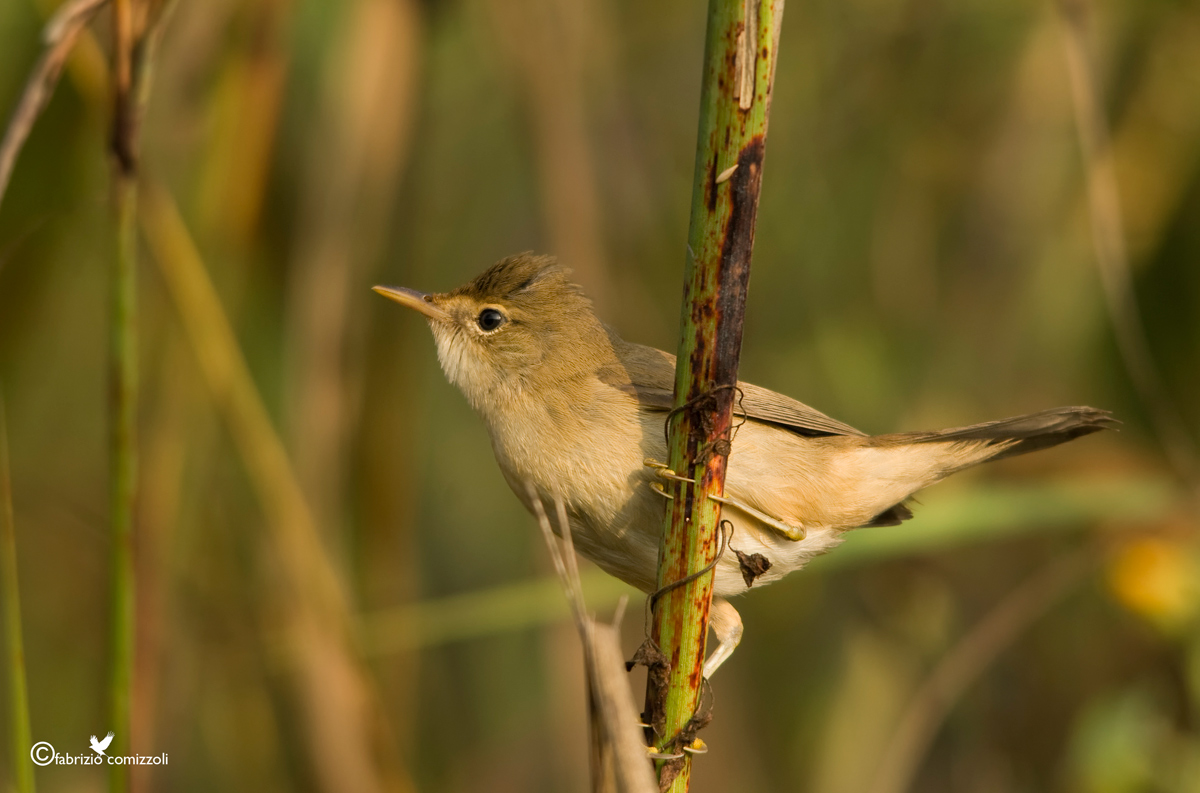 Cannaiola verdognola - acrocephalus palustris