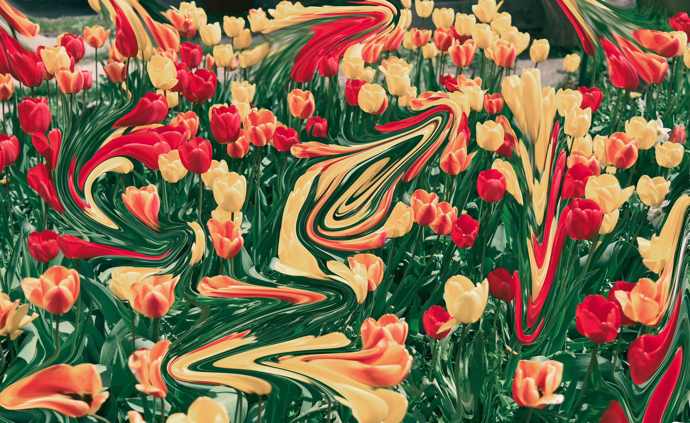 twisted tulips