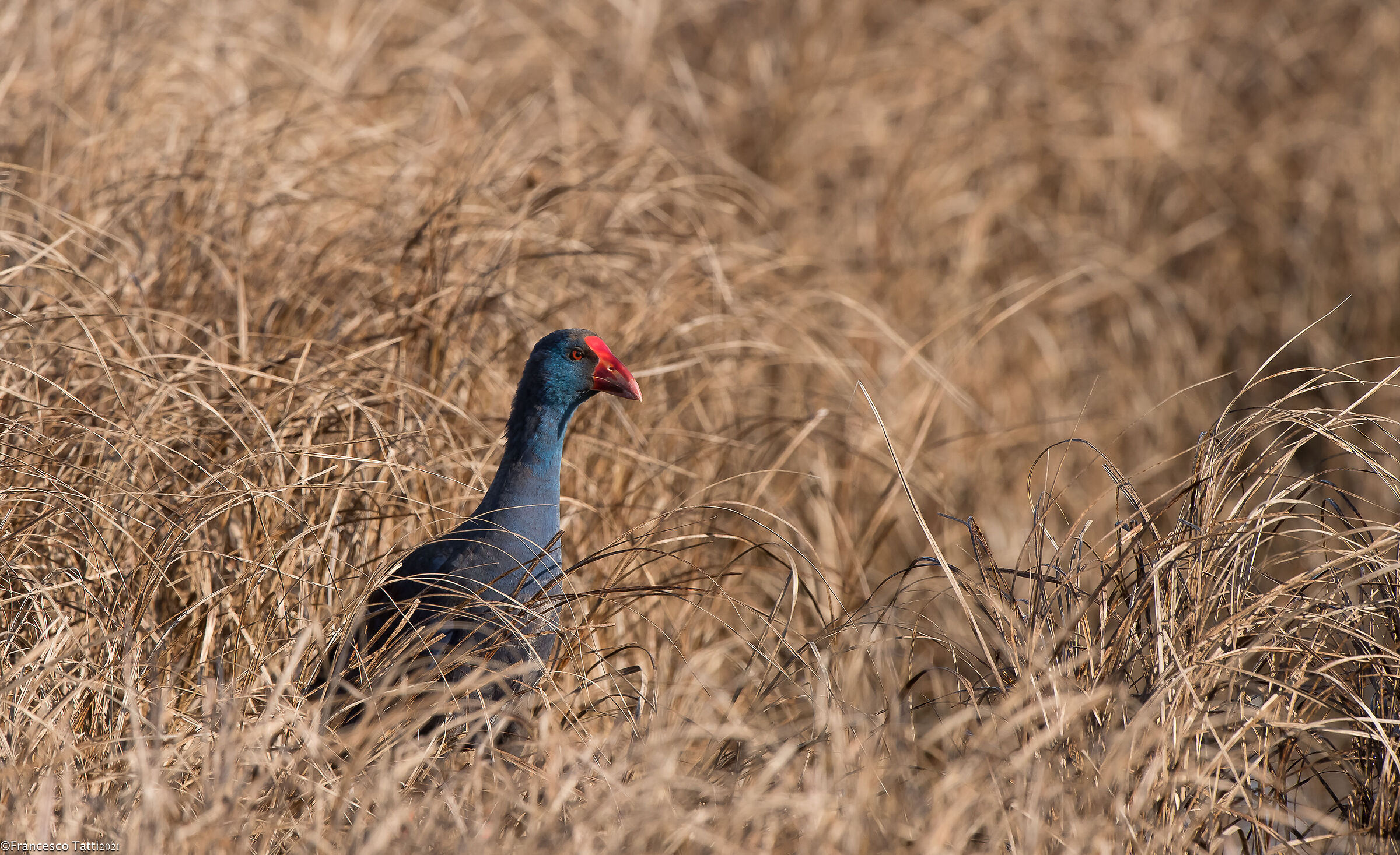 Il Sultano del canneto
