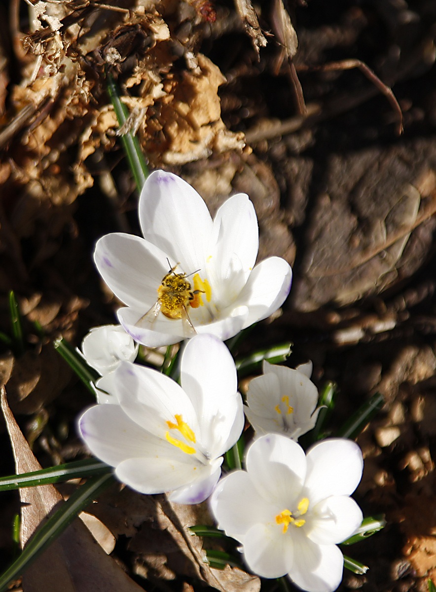 i crocus e l'ospite