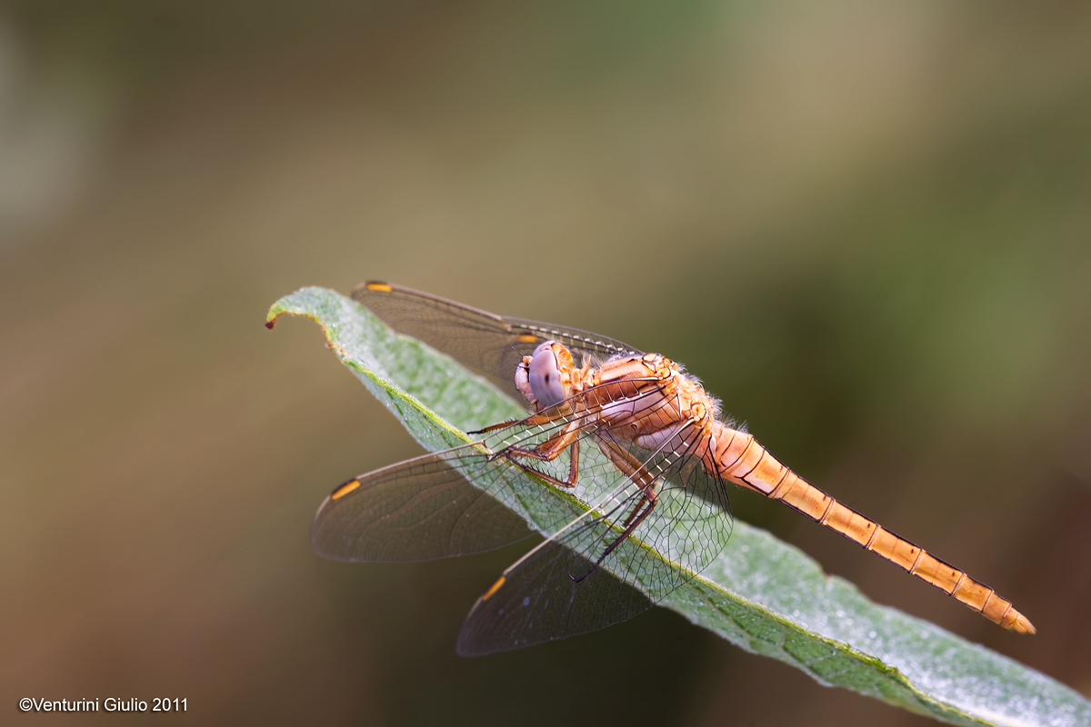 In appoggio delicato sulla foglia