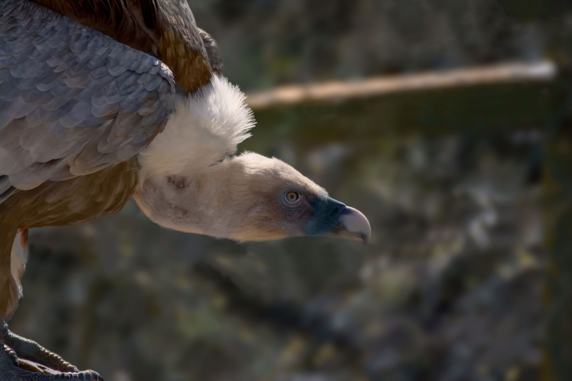 La fierezza del grifone