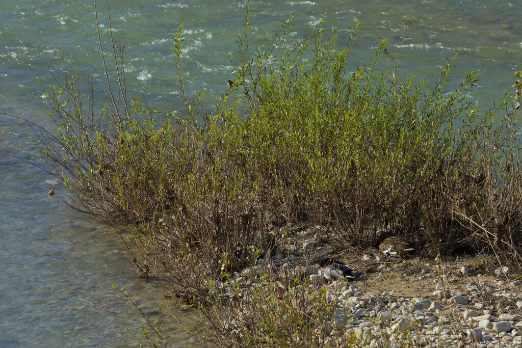 Fiume e natura