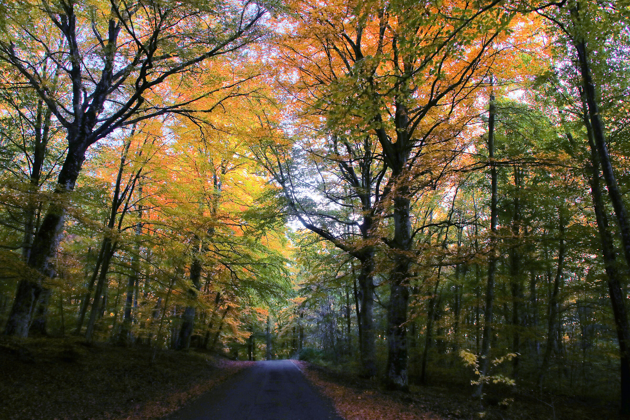 Autumn 2020 Cimini mounts, foliage