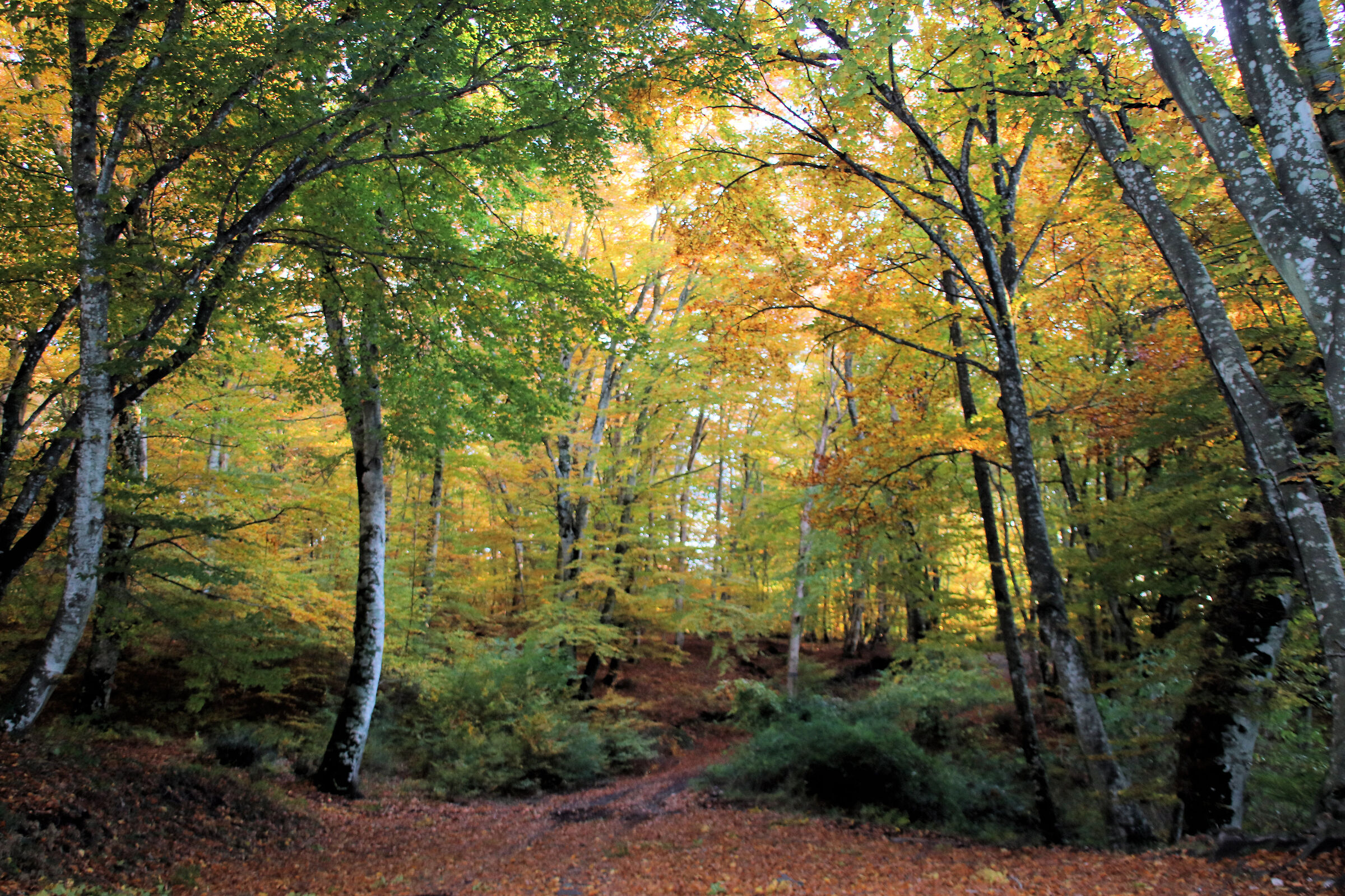 Autumn 2020 Cimini mounts, foliage