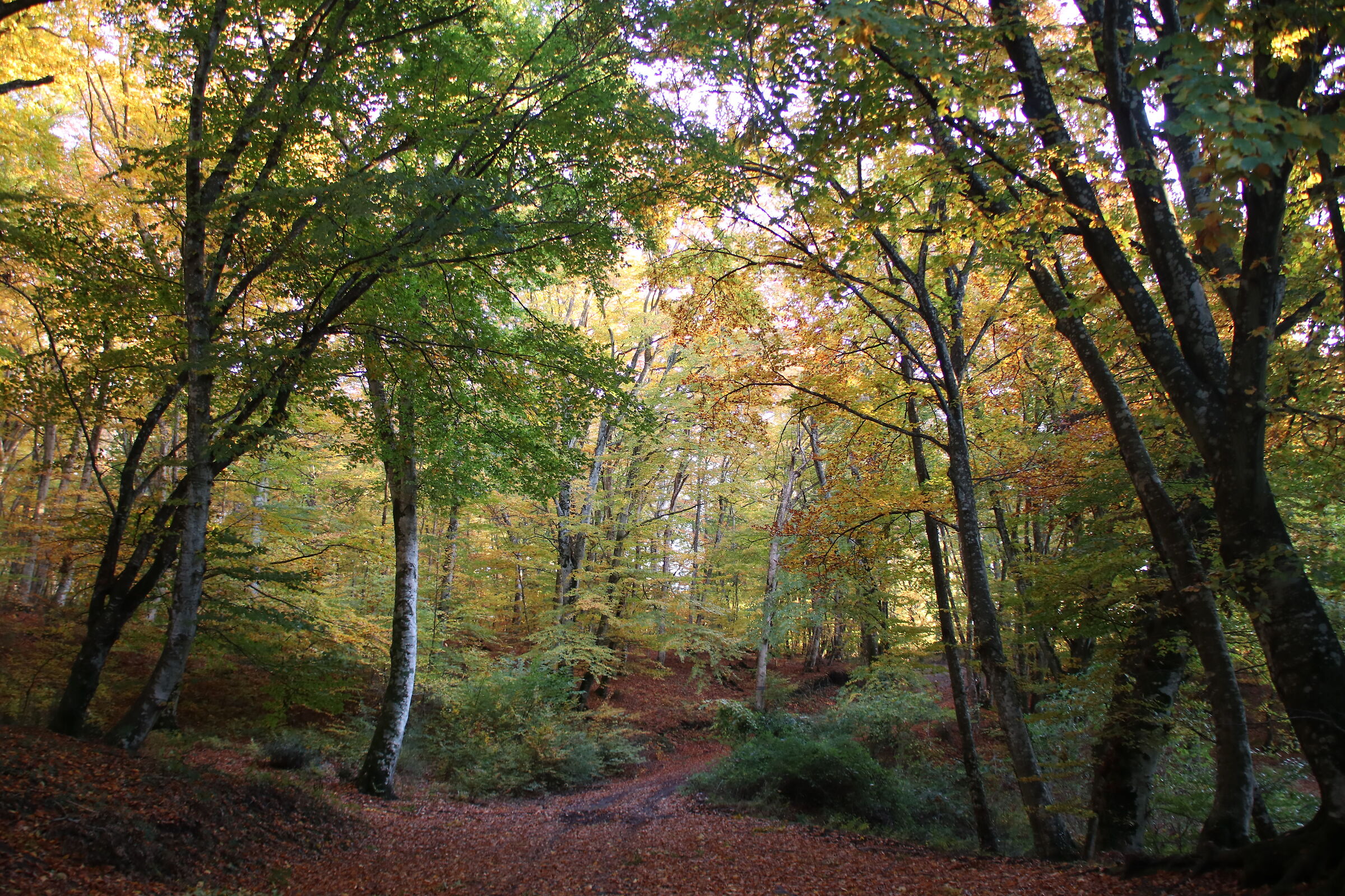 Autumn 2020 Cimini mounts, foliage
