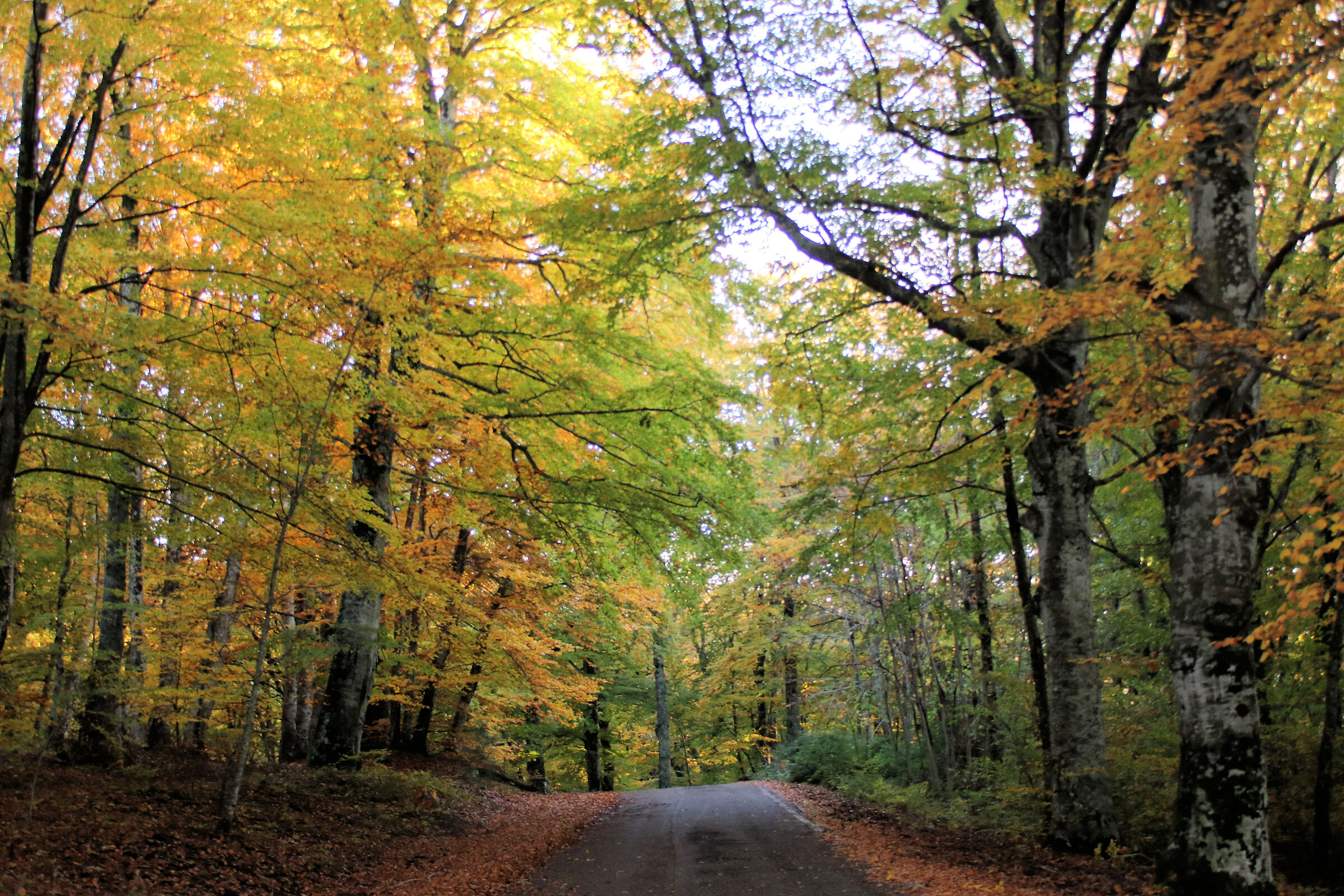 Autumn 2020 Cimini mounts, foliage