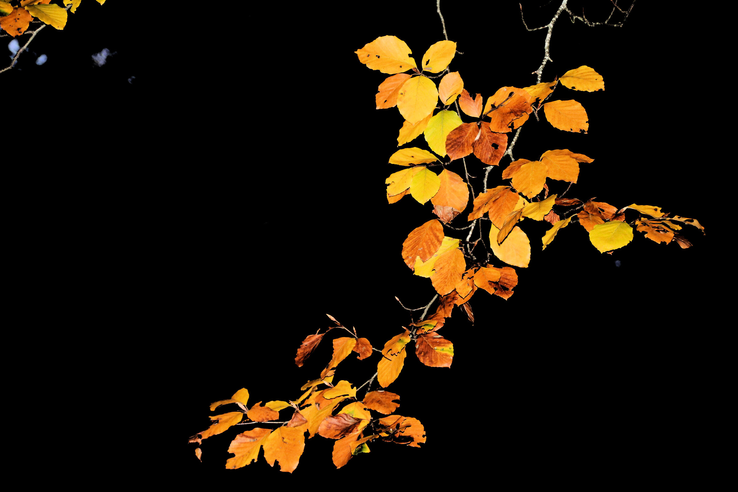 Autumn 2020 Cimini mounts, foliage