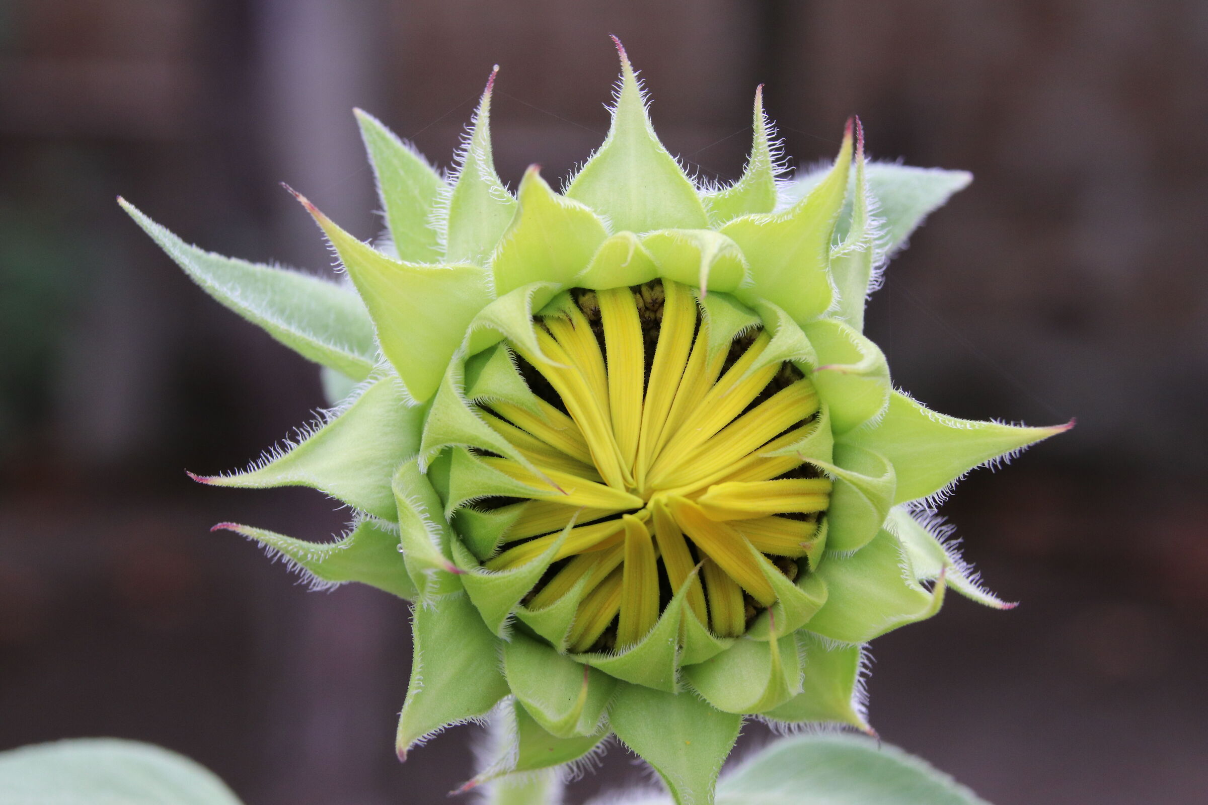 blooming sunflowers