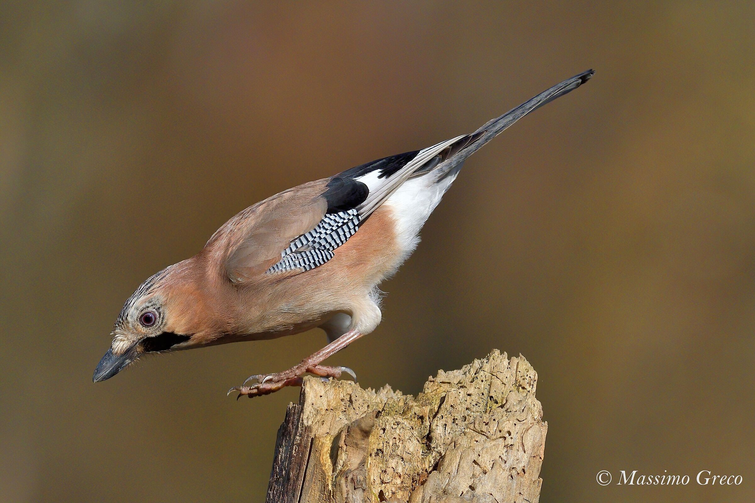 Jay (Garrulus glandarius)