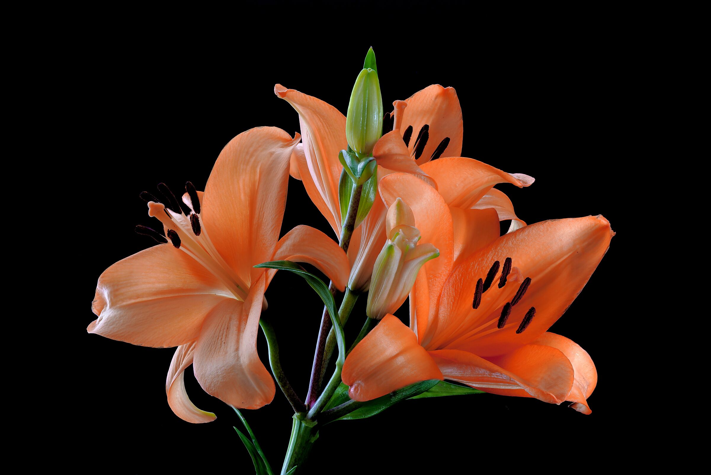 Lilium