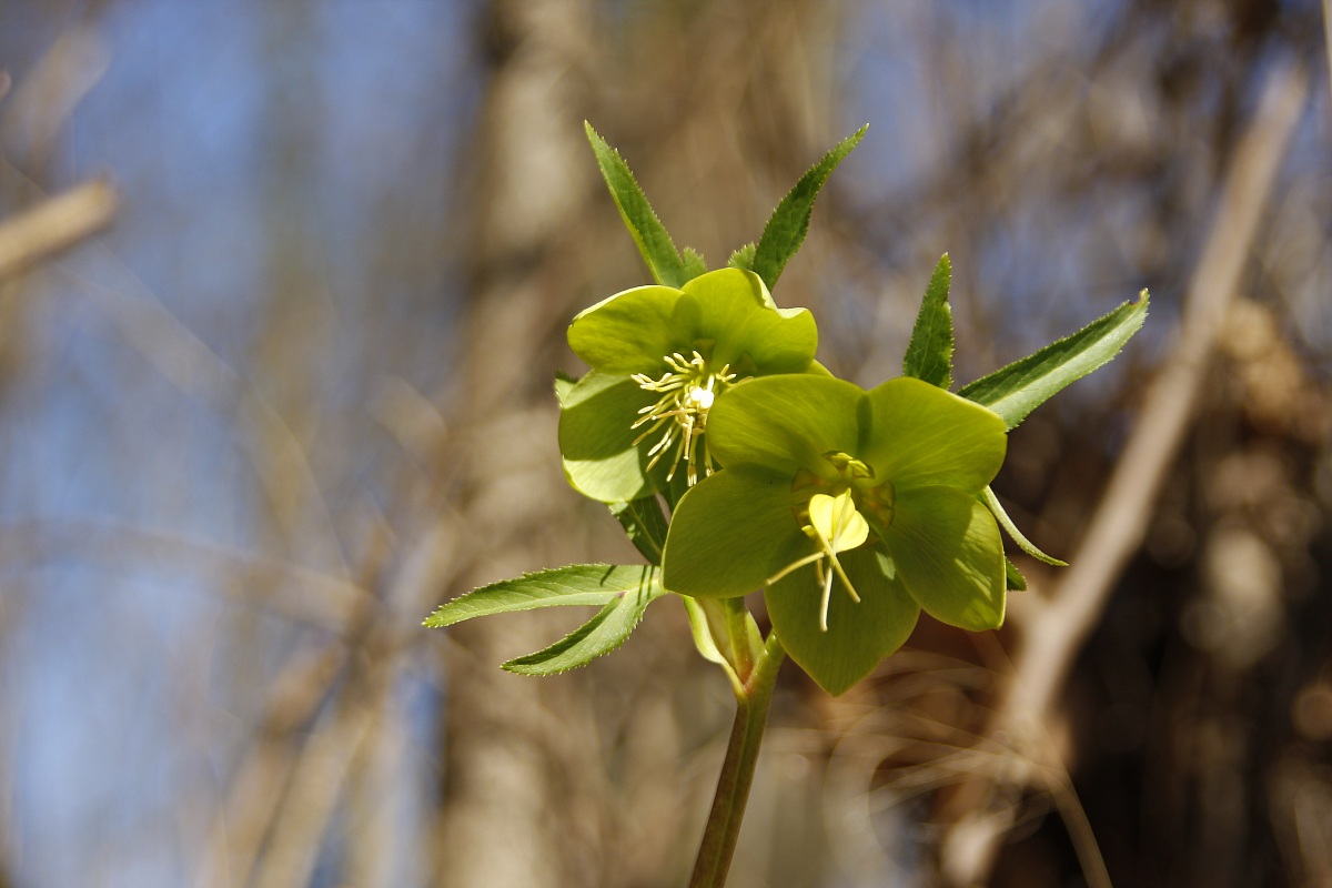 da come li vedono gli insetti ...