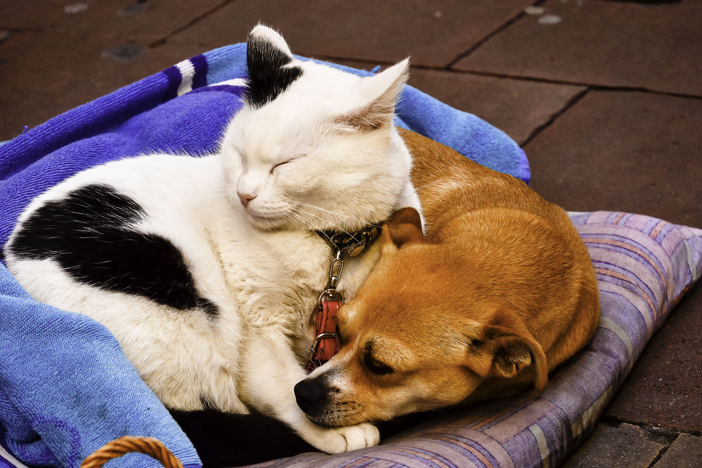 Friendship, you can..