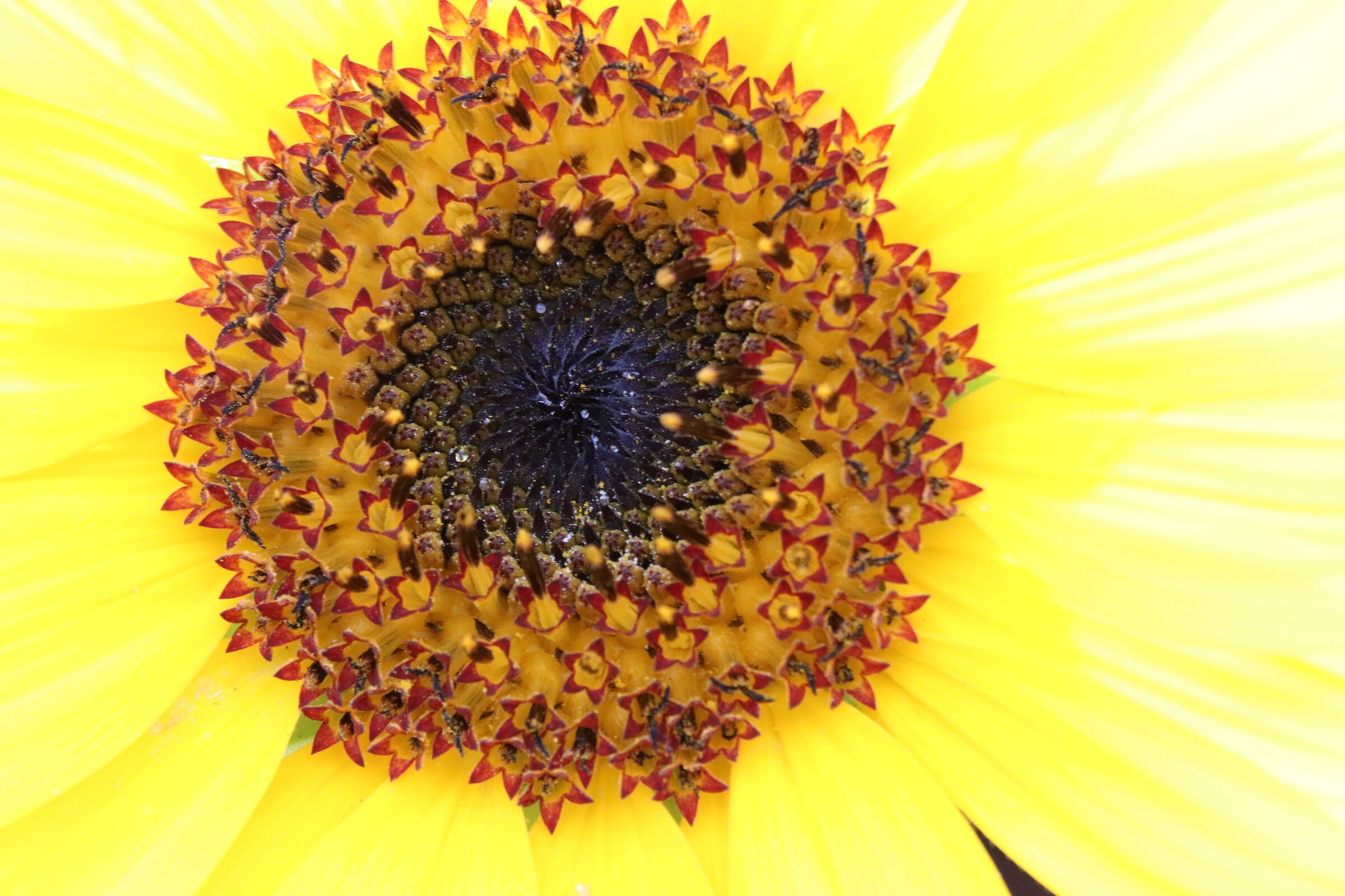 inside a sunflower