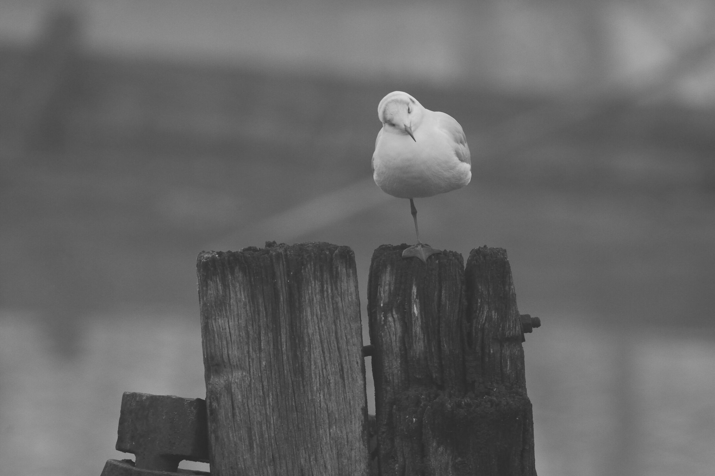 Untitled Photo