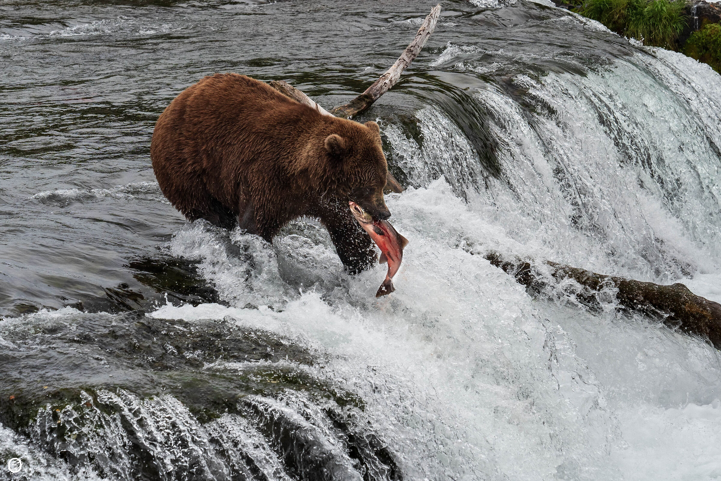 Brooks Falls- Alaska