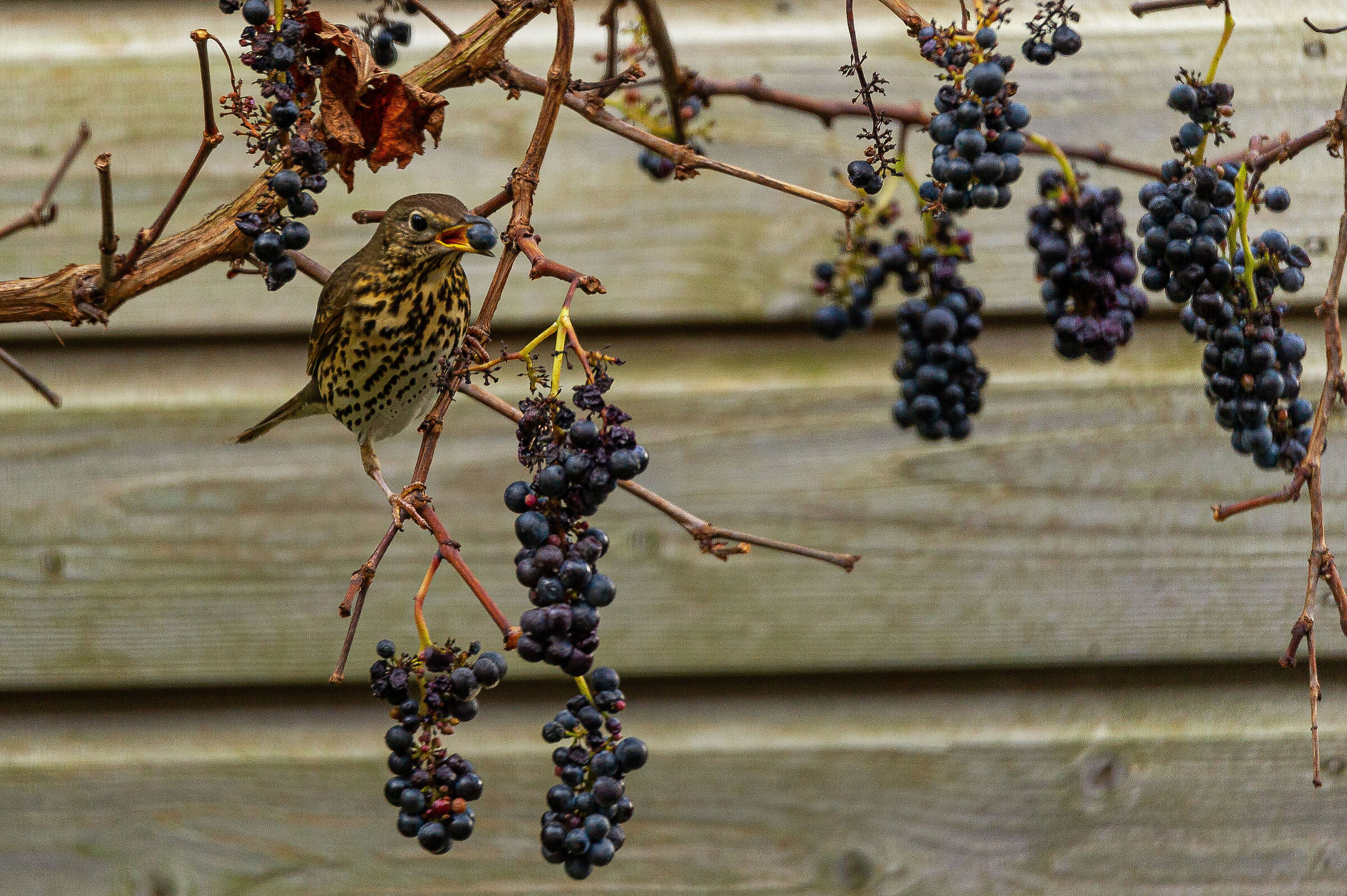 Thrush with grapes