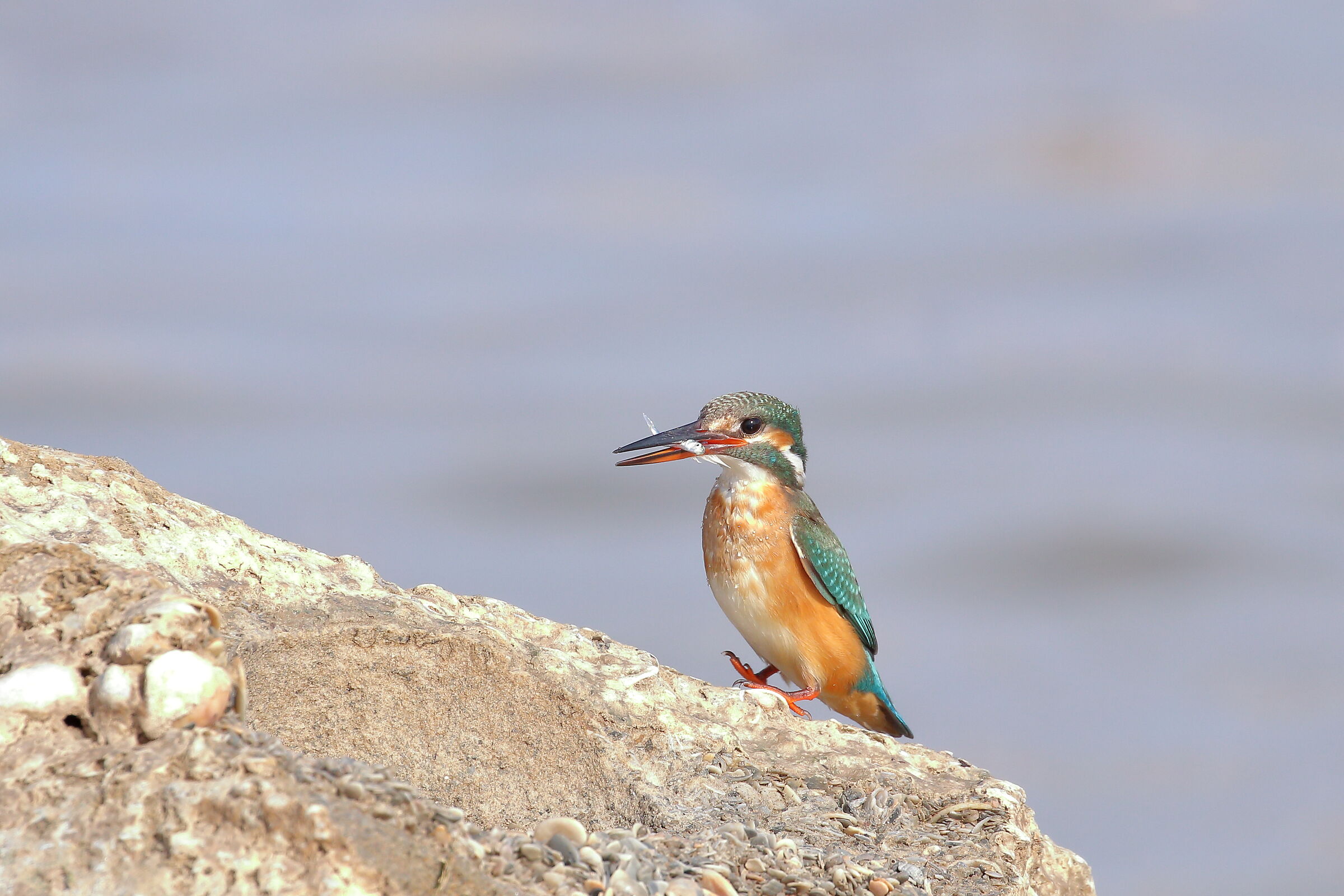 Martin pescatore comune