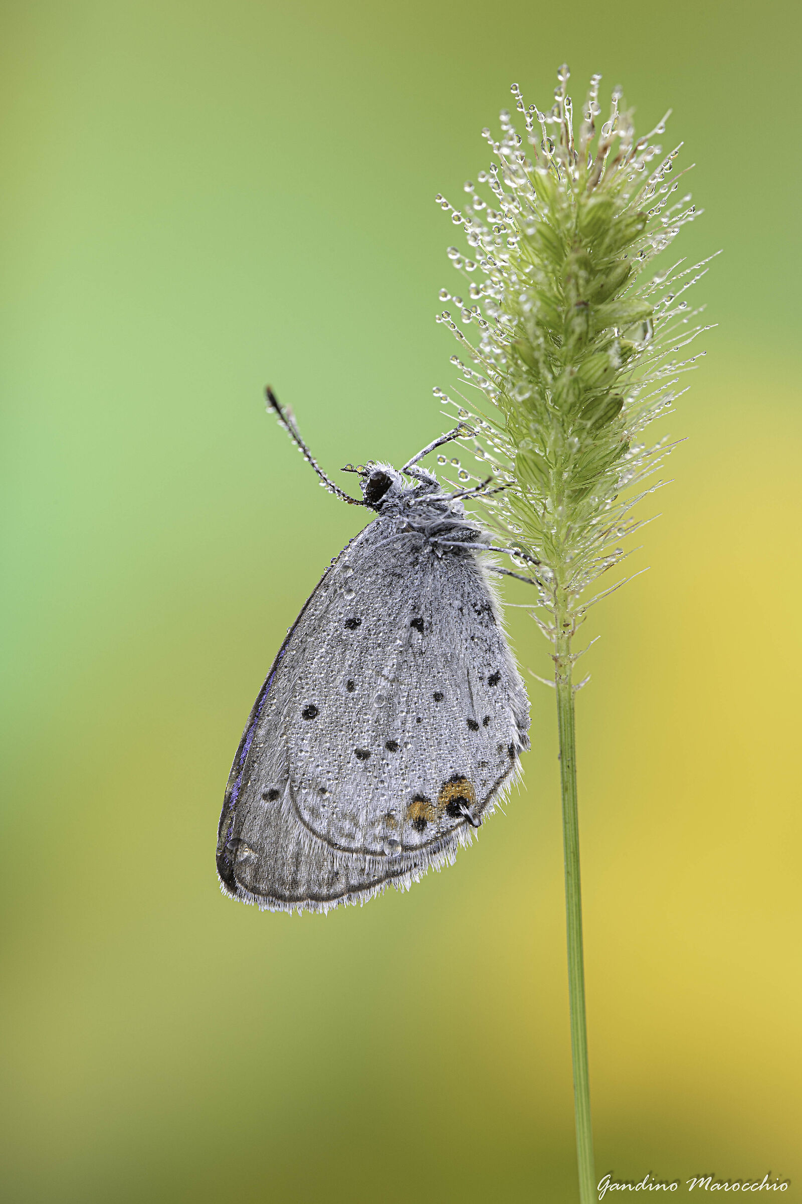 Codina storta (Cupido Alcetas)