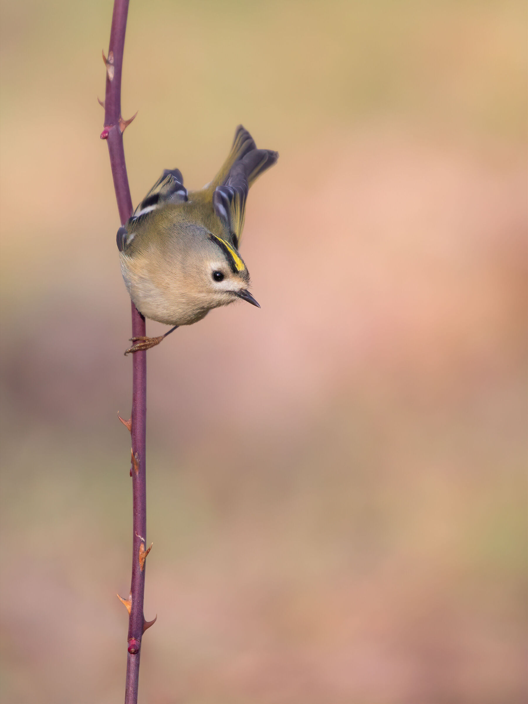Regolo in beautiful pose