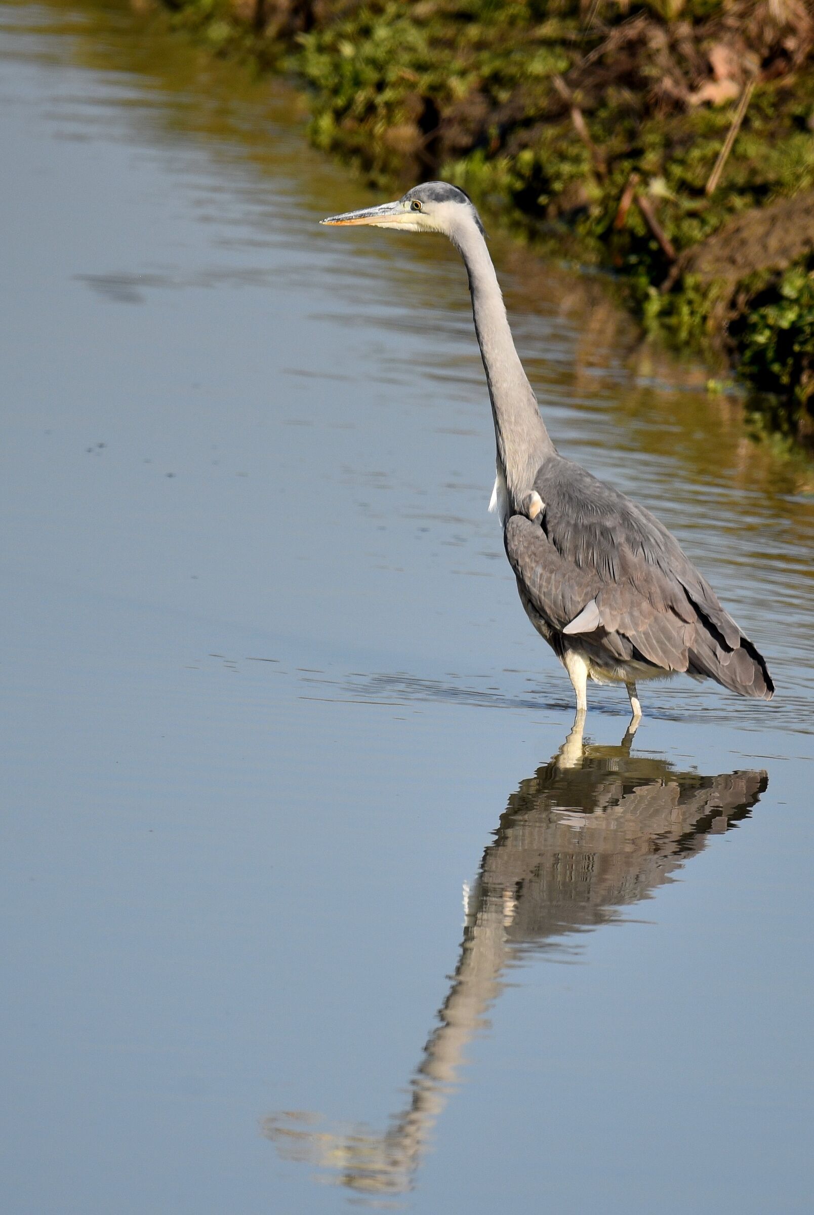 Vain cinerino heron