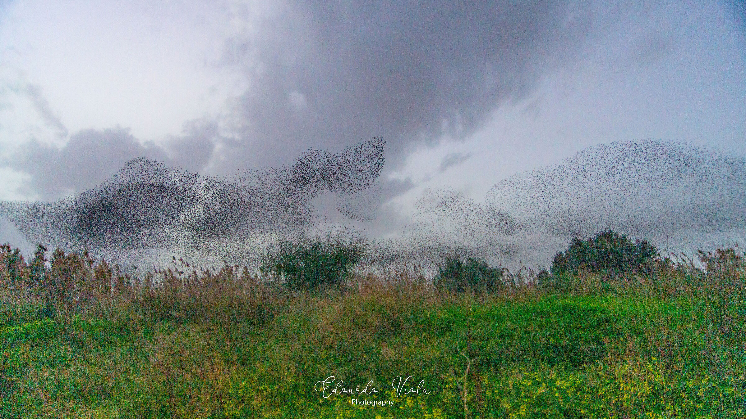 Il Volo degli Uccelli - 4