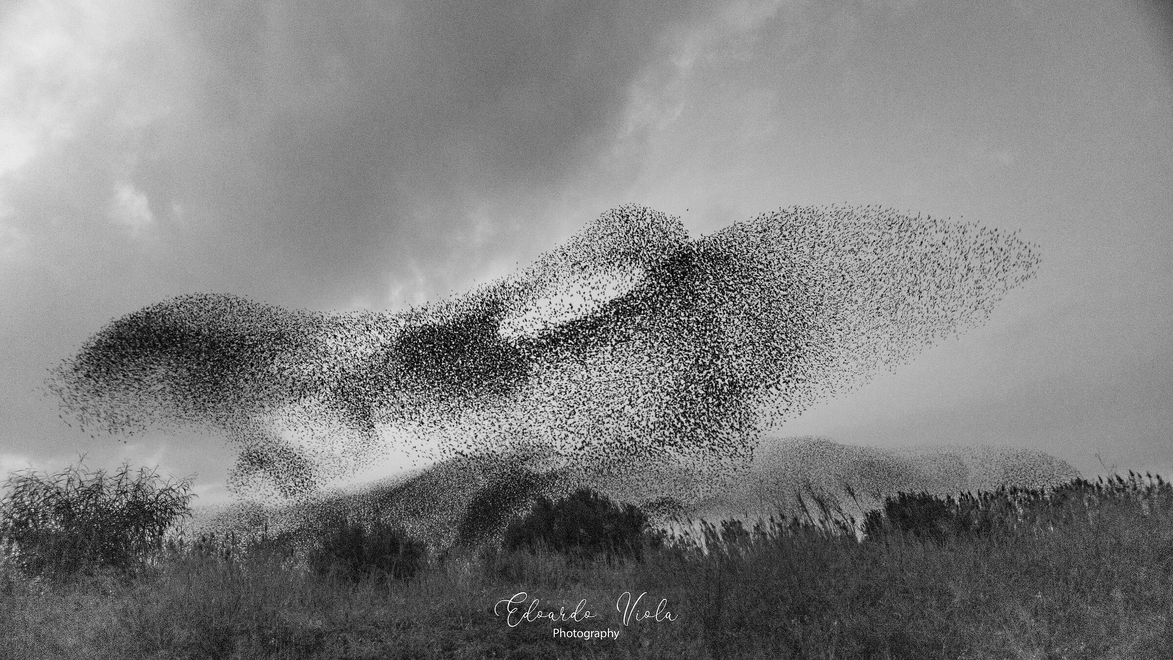 Il Volo degli Uccelli  - 5