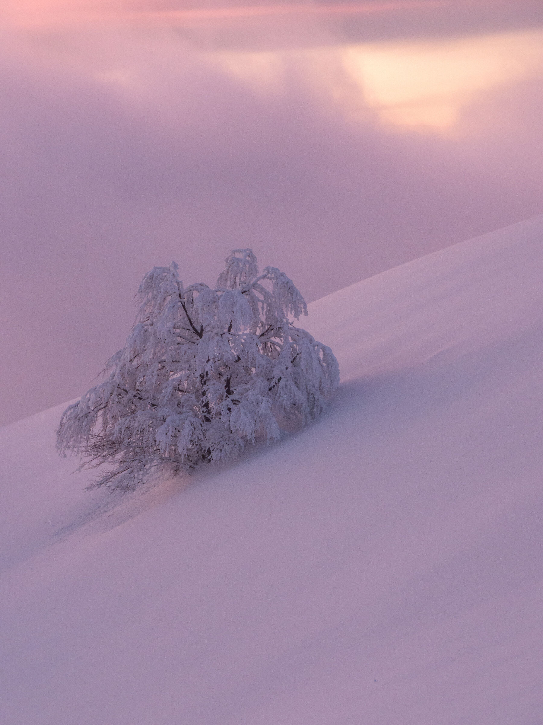 L'albero e la neve