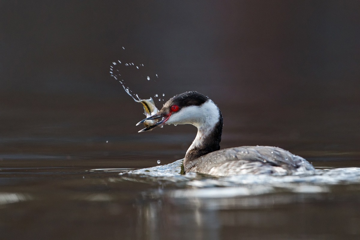 Horned grebe